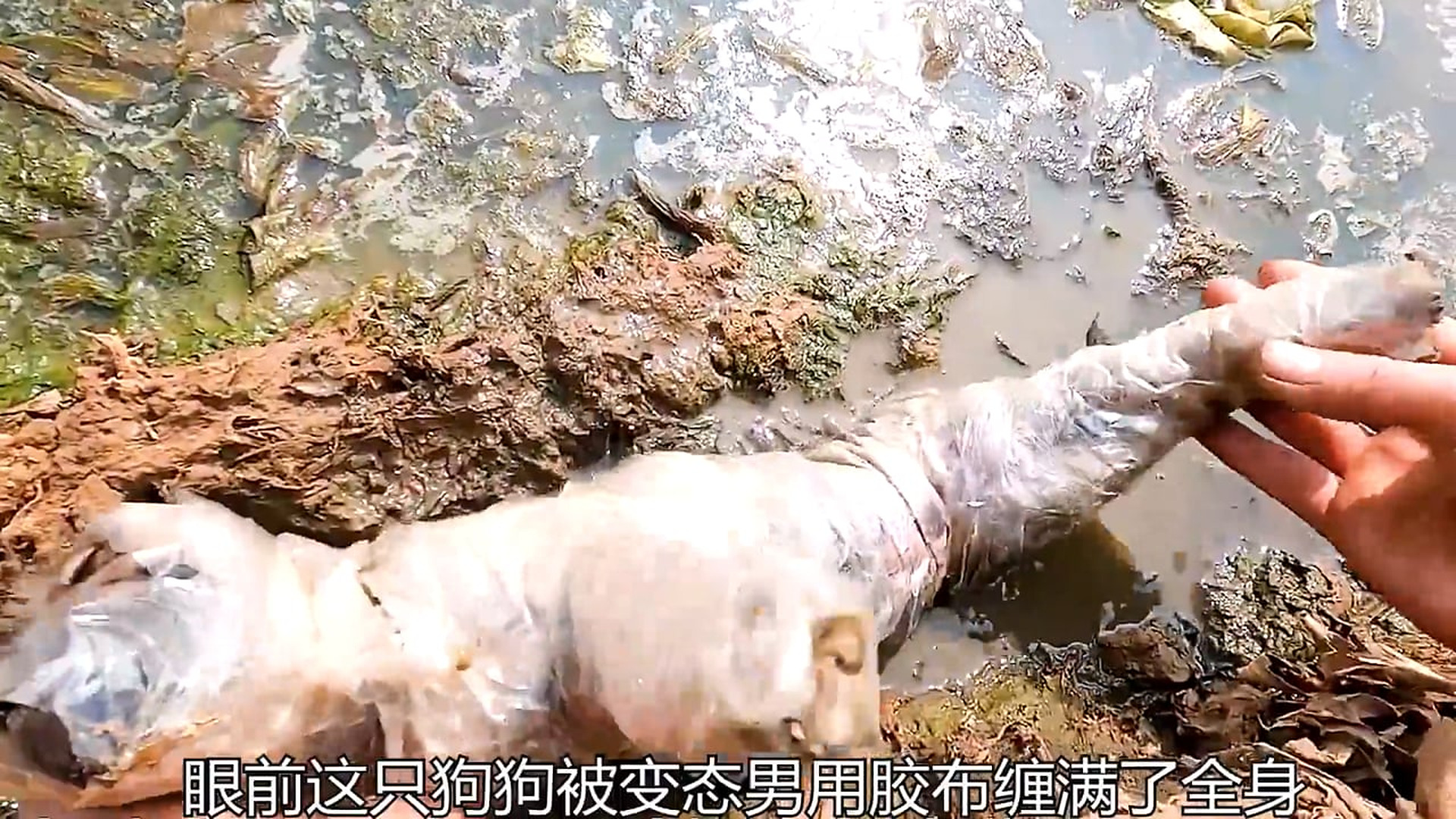 H0106026_H2905011_Rescue a dog that was tied up with tape and thrown into a smelly ditch