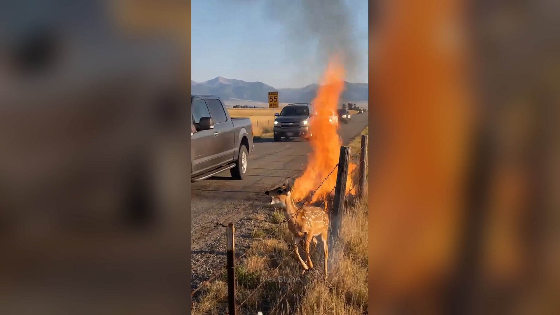 H0106041_She found a fawn stuck in barbed wire by the side of the road and saved its life �❤️ #reelsvideoシ