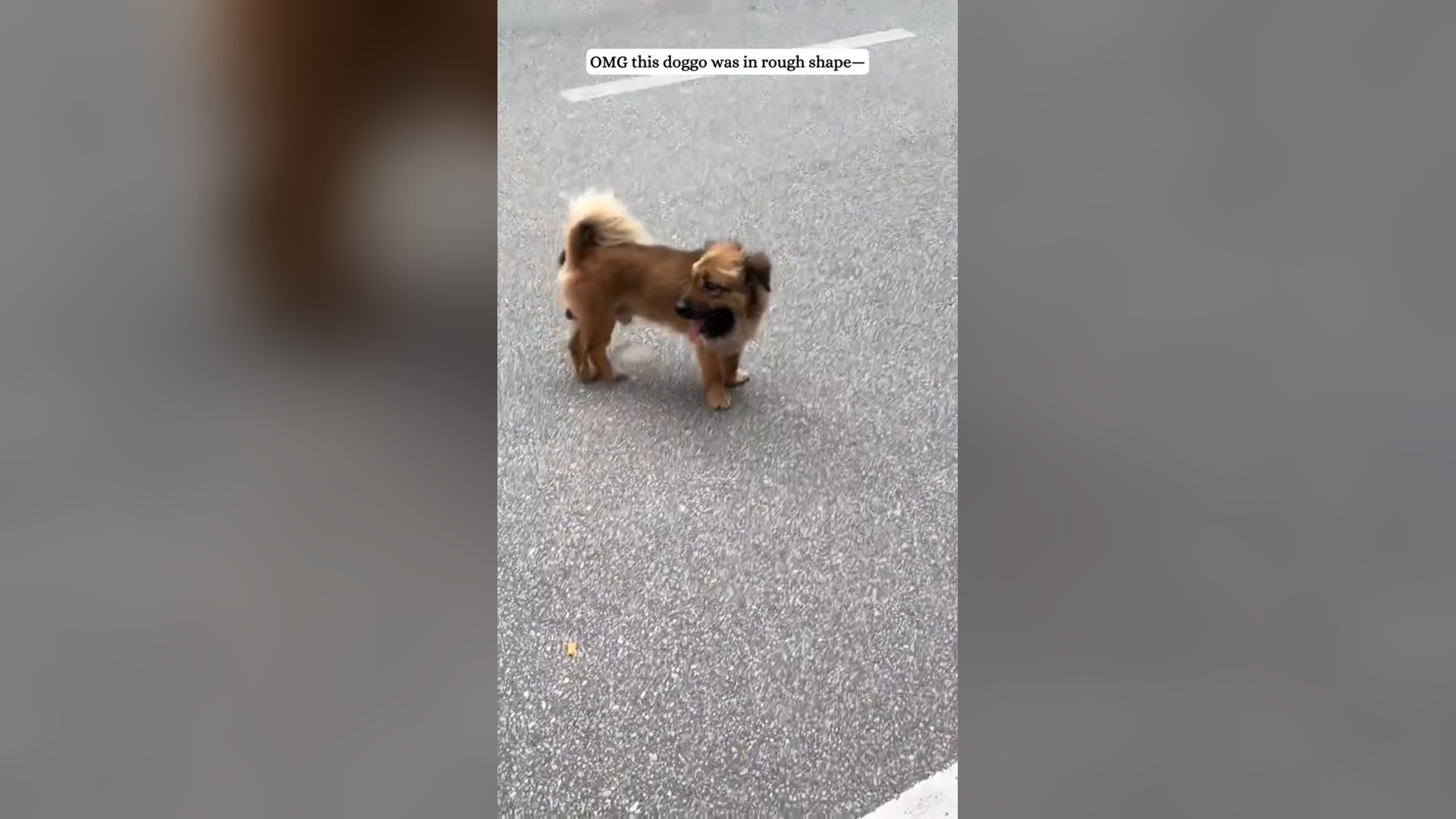 H0106040_Rescuing this poor dog ❤️#fyp #rescue #animals #dog