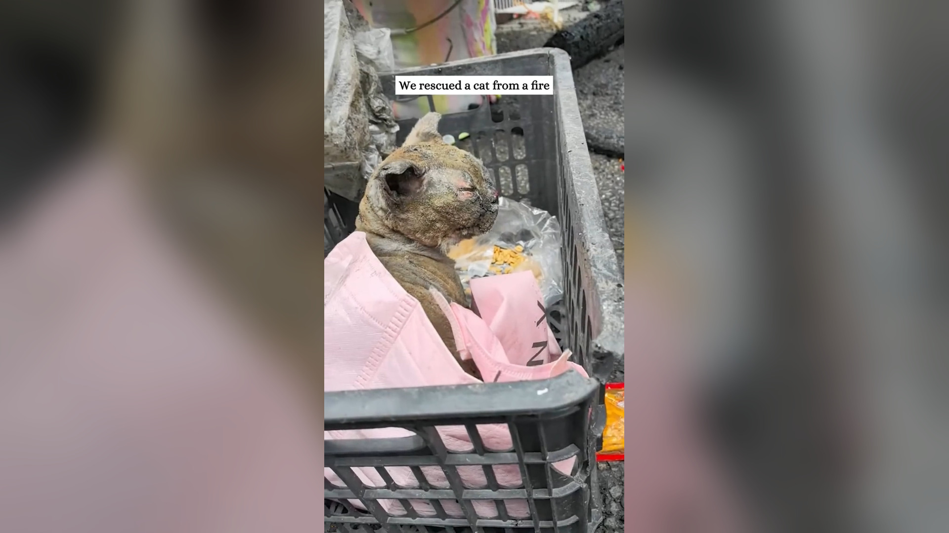 H0106039_Rescue a poor cat and then #rescue #fyp #animals #love #cat