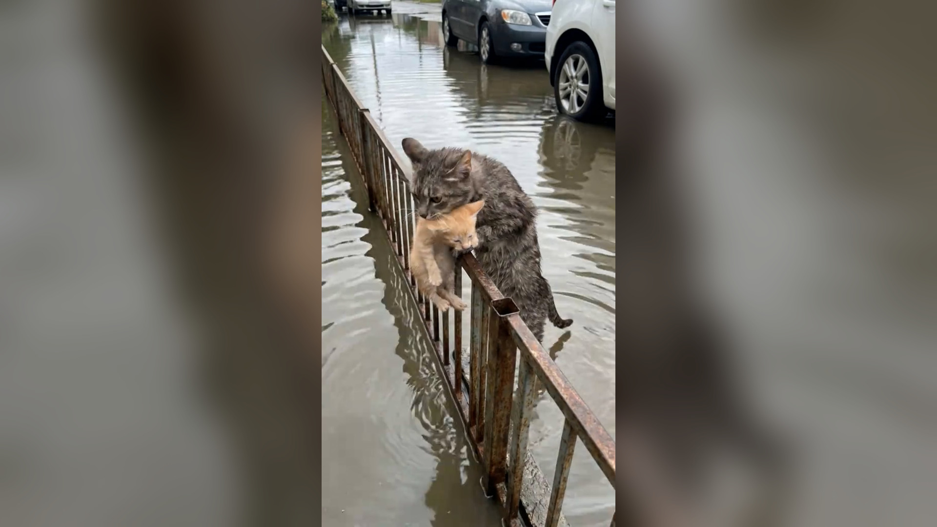 H0106051_�In calm floodwaters, a brave mother cat protects her kitten until help gently arrives. #bekindtopa