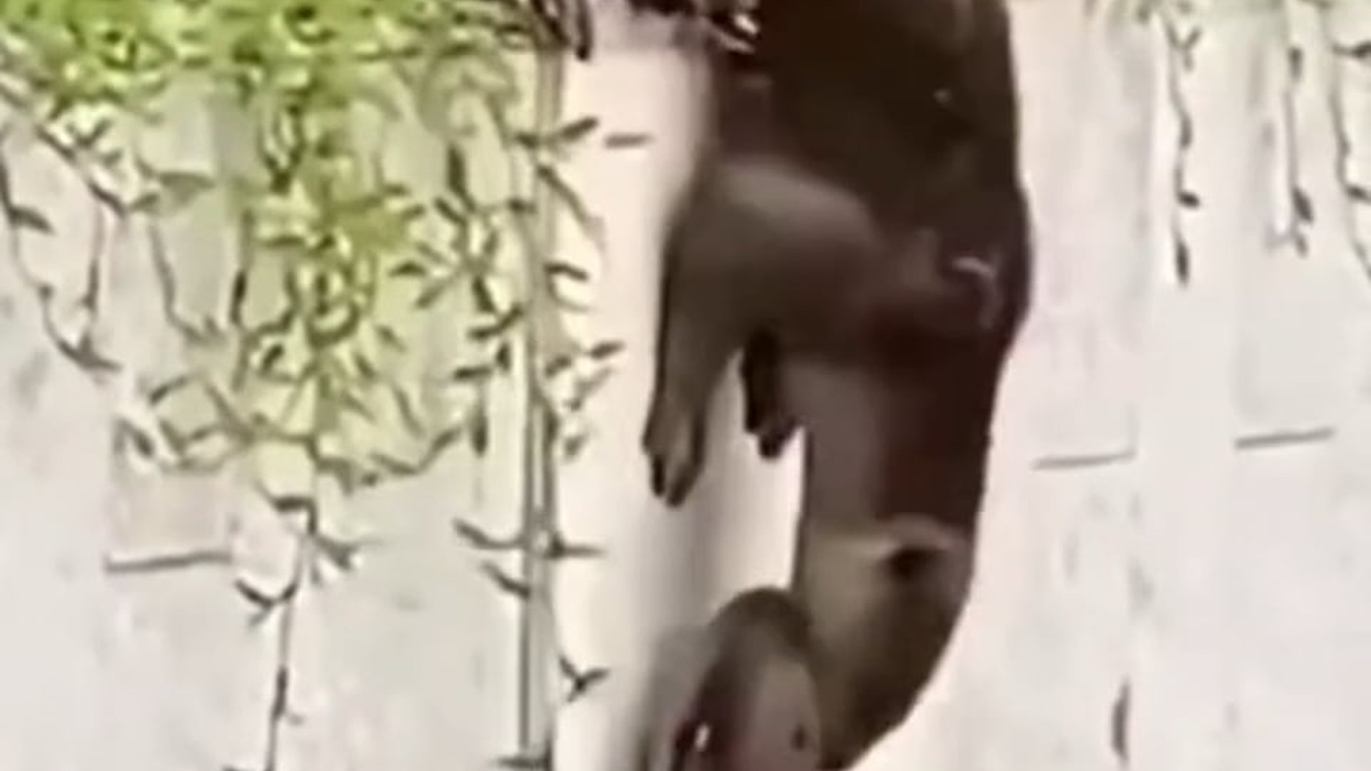 H0306028_Wow wild animals helping each others #viralvideo #shorts #wildlife #jungle #animals #love #beautiful