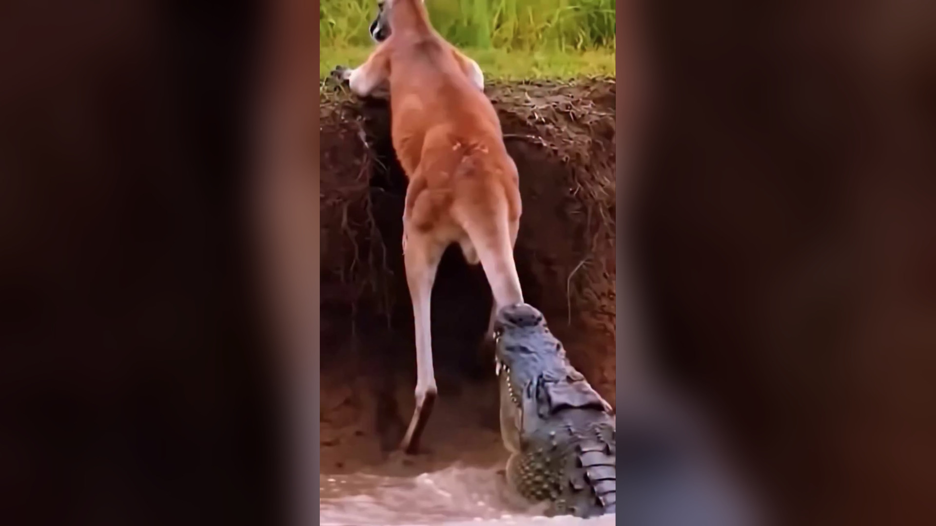 H0306024_Why did the jalhas come to the jungle #reels #viral #trending #wil