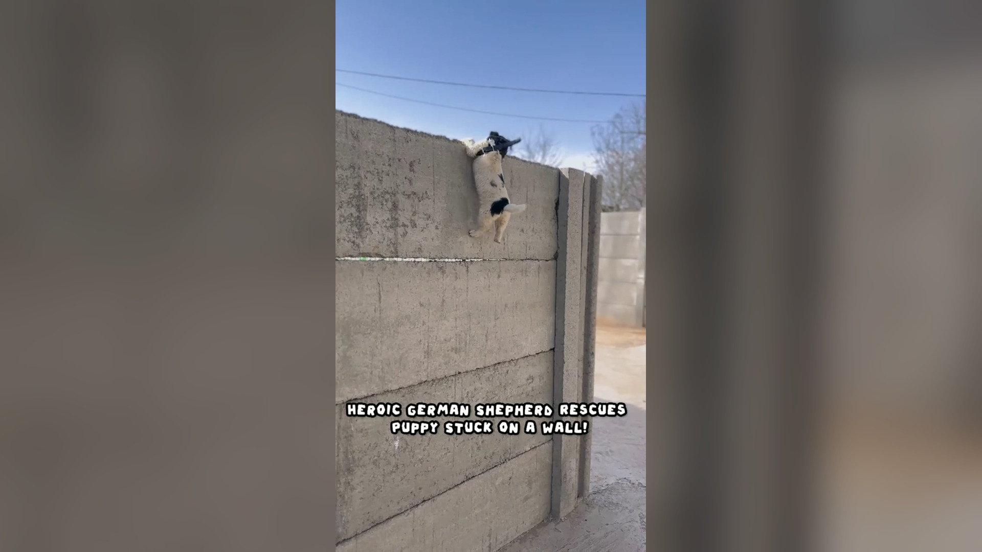 H0306017_This brave German Shepherd jumps into action to save a helpless puppy stuck on a wall! Watch this he