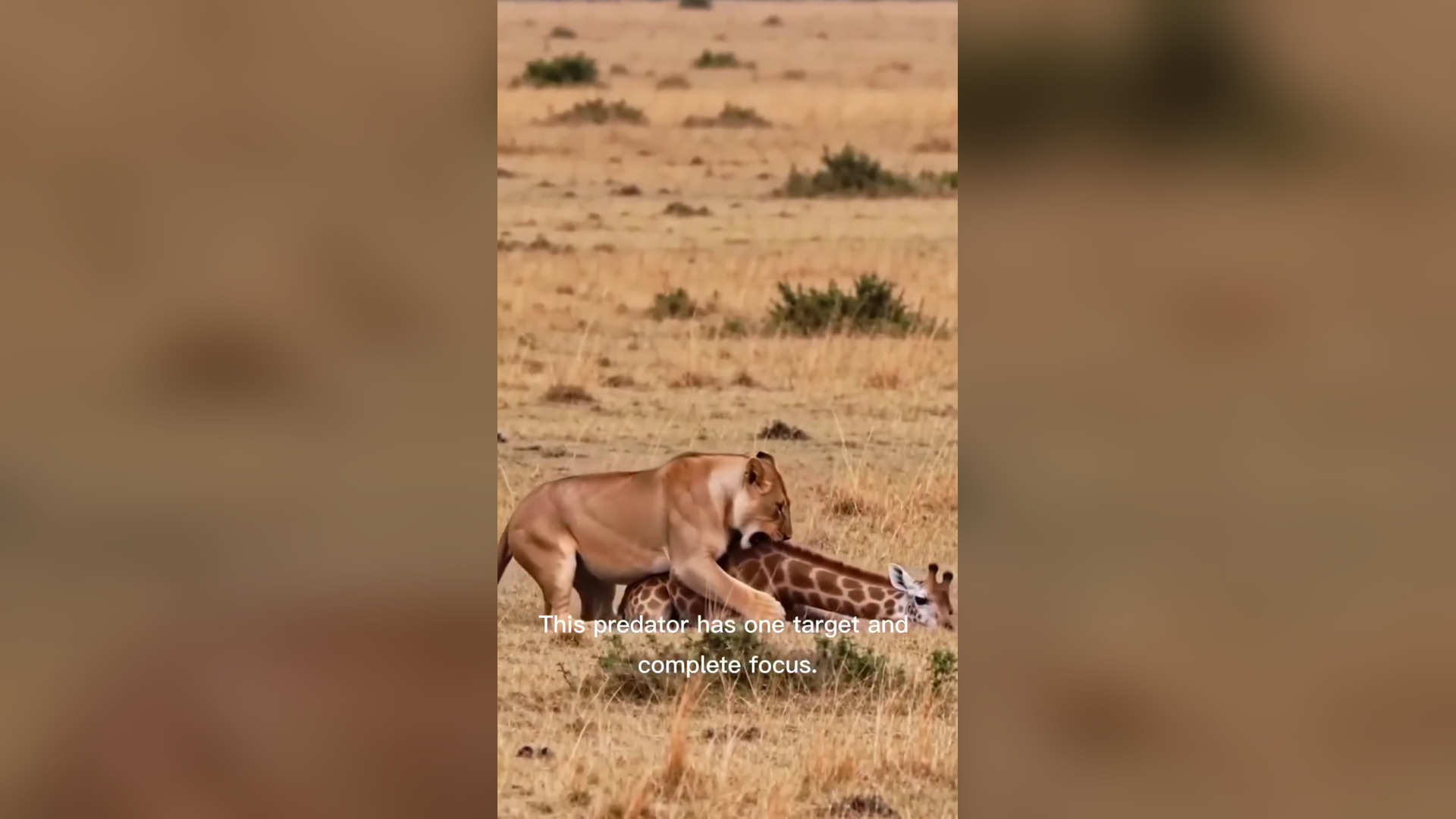 H0306002_Lion vs giraffe #reels #lion #animals #wildlife #giraffe Anup Kumar