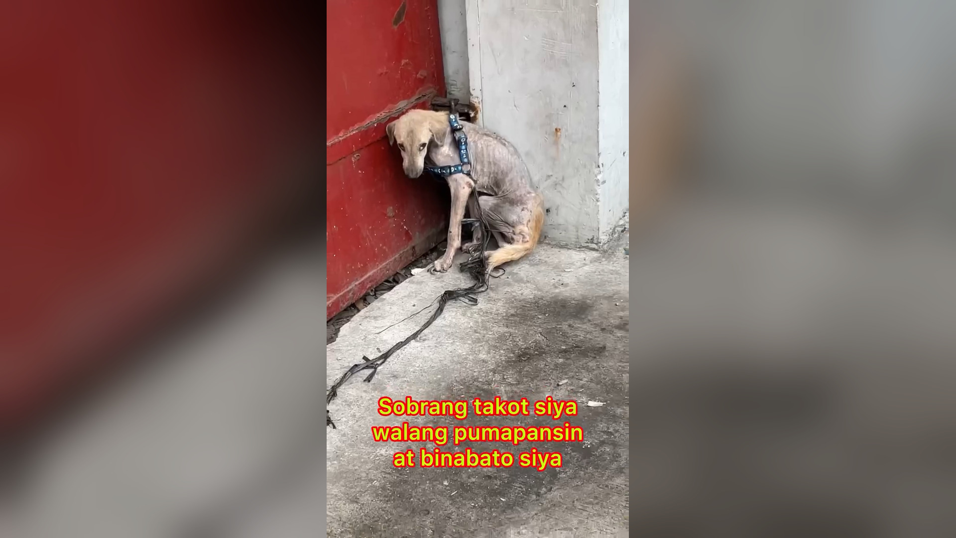H0806006_Hindi ko akalain na masalubong ko si dogie akala ko kung sinong binabat
