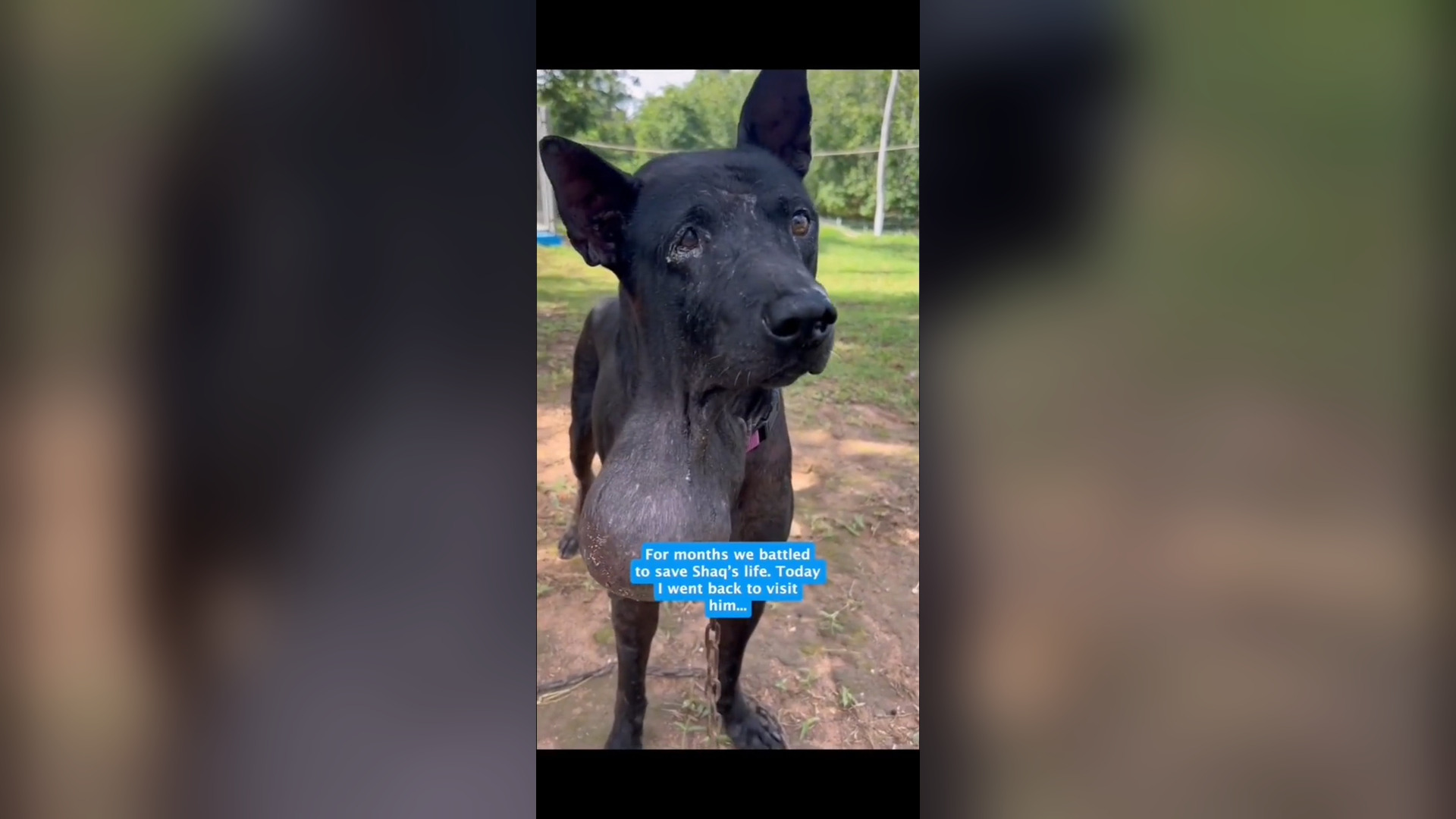 H0806007_A beautiful dog gets rescued and goes through an incredible transformation � #dogsoftiktok #dog #do