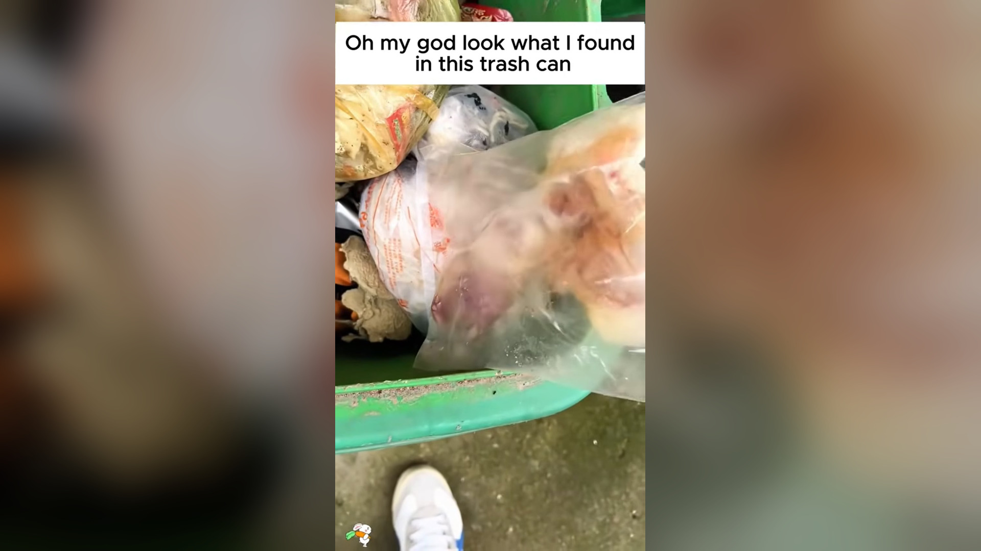 H0806020_I thought it was a puppy but it wasn’t ,I found out the truth a week later #rescue #rescueanimals