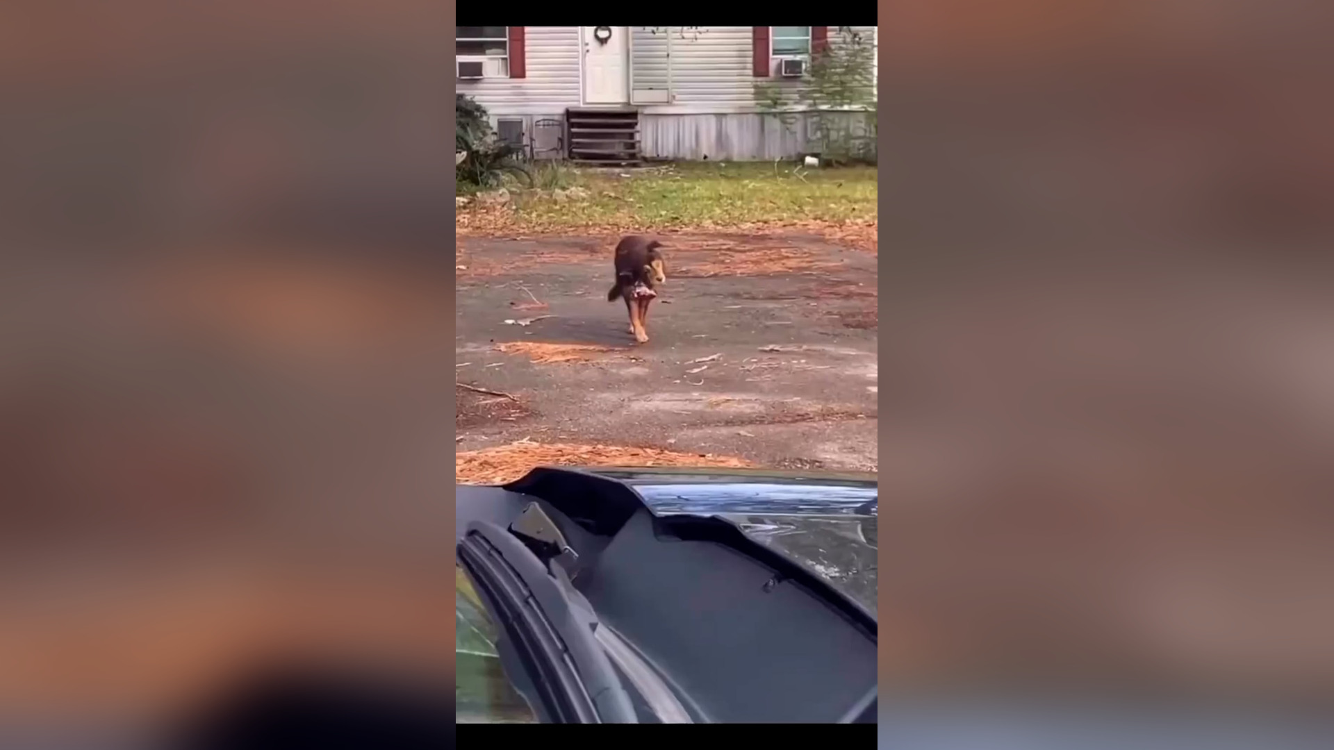 H0806027_When you rescue a dog who has been suffering immensely for so long#transformation #dogloverforever #