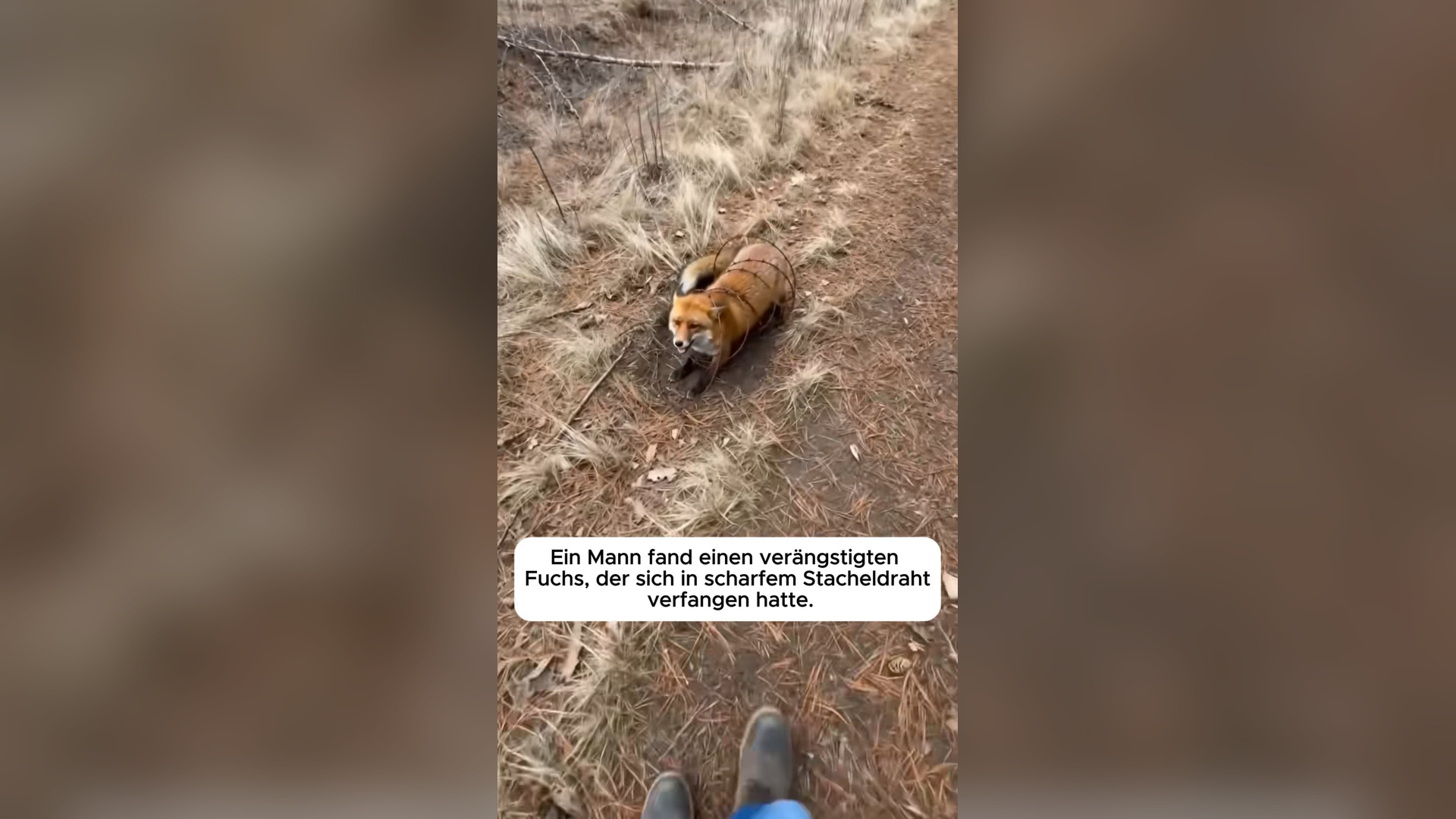 H1006015_He found a fox trapped in barbed wire � #animals #love #heartwarming #fox #rescue