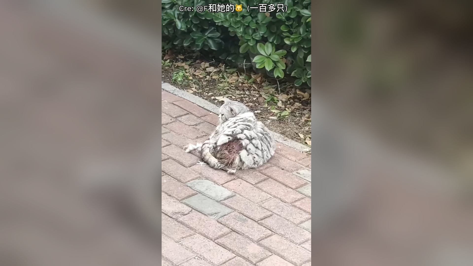 H1006011_Meow Meow #4061 Repost the burned cat due to v.i.p.h.a.m #funnycat #c