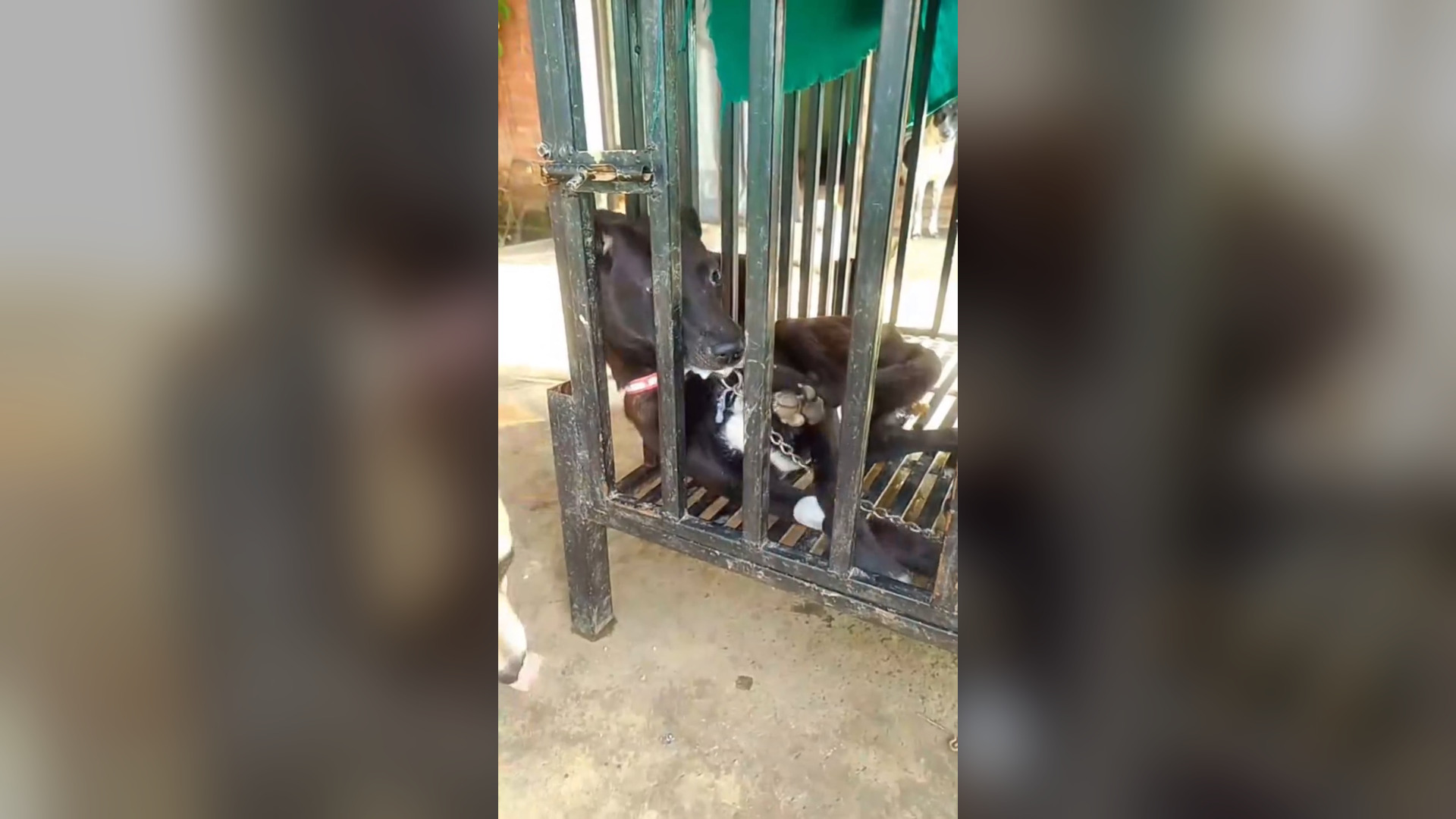 H1006006_No, no, no, no, I'm not. #doglife #doglover #foryou Jayanti Rai