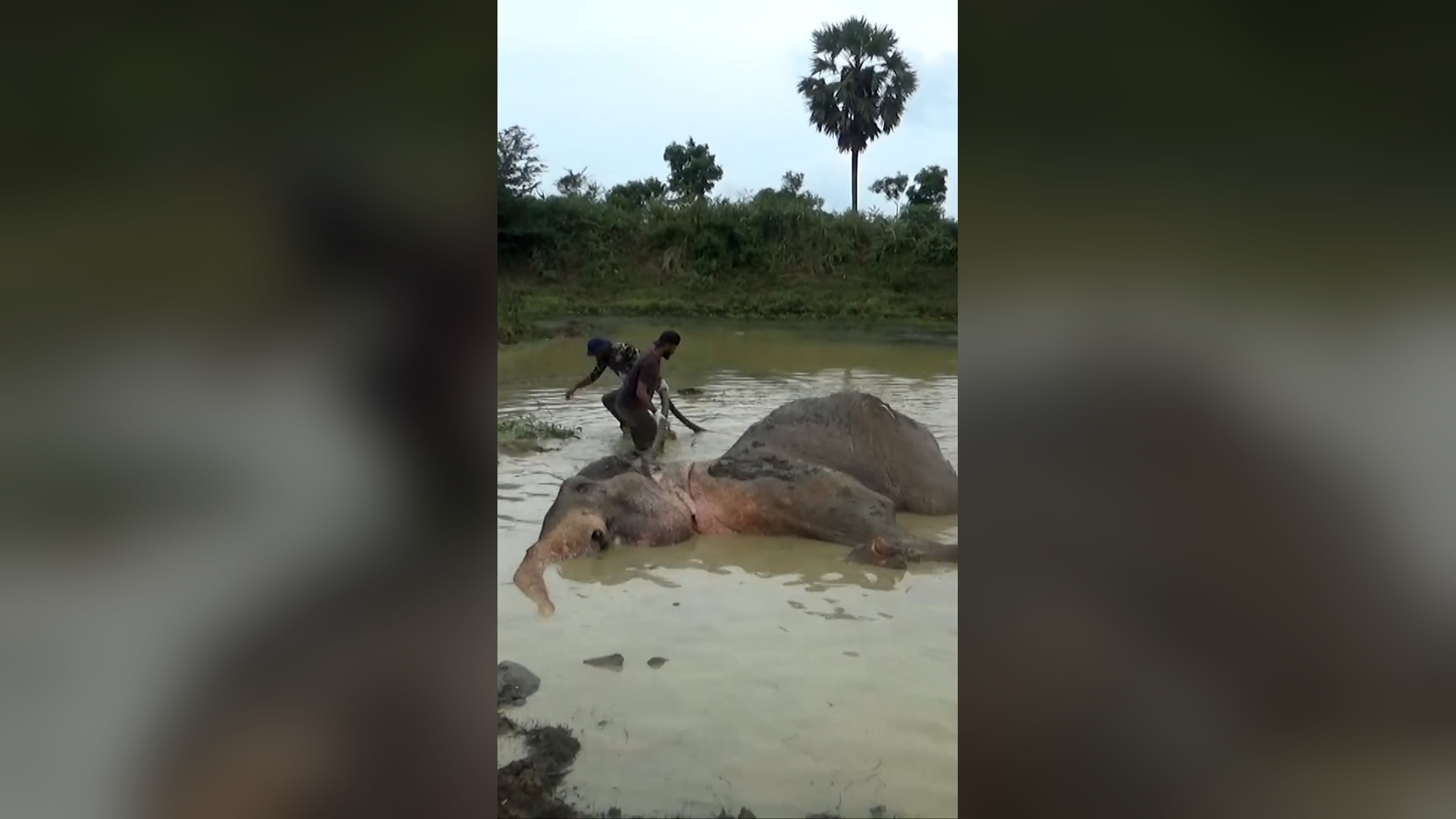 H1006005_A Sick Elephant Fell Into a Water Hole Let s Help Save Its Life e
