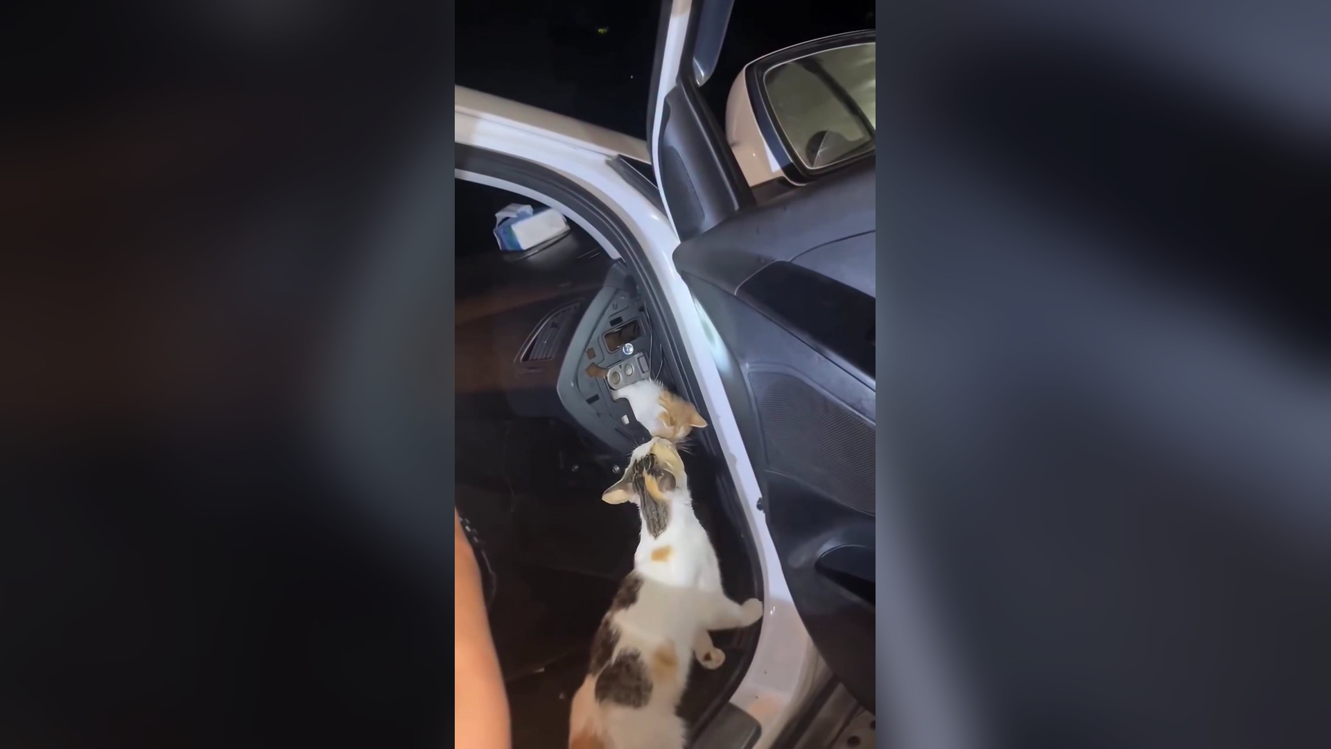 H1506010_Mother cat tries to get her trapped kitten out #kuvingvirals Edel Weis