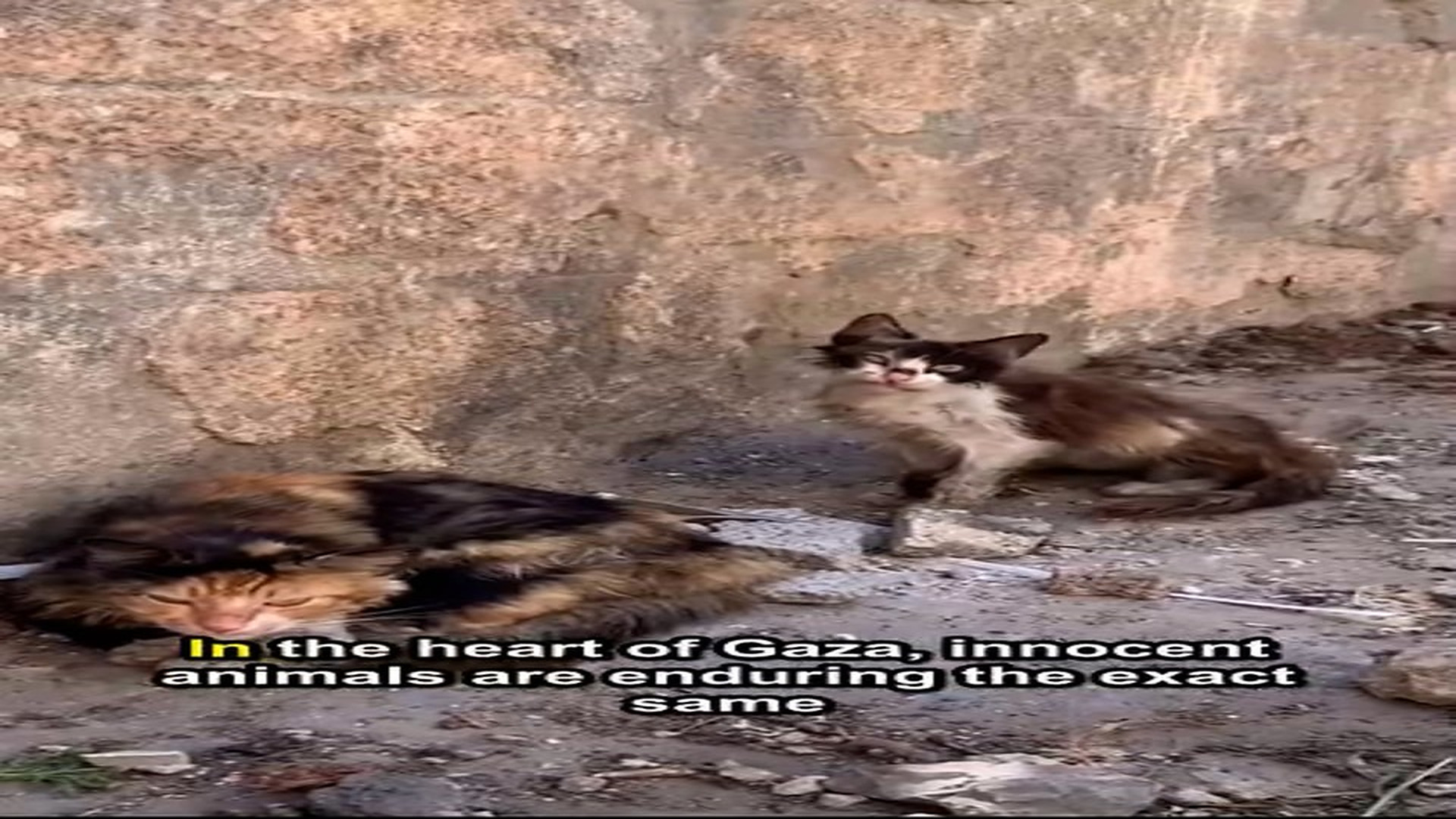 Full Video : H2005004_In Gaza, animals are living through same harsh conditions as people