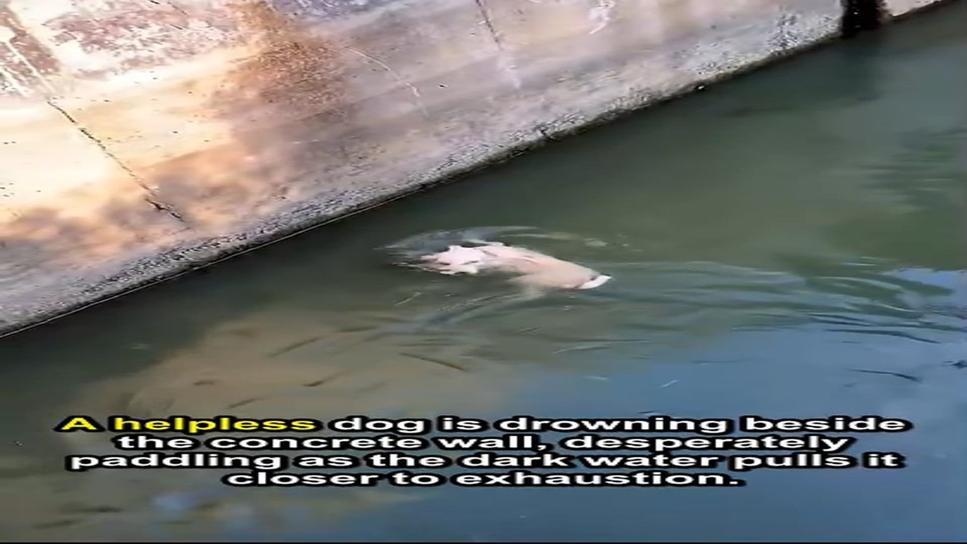 Full Video : H2105018_Today, while I was out for a walk, I suddenly discovered a dog that had fallen into the water under