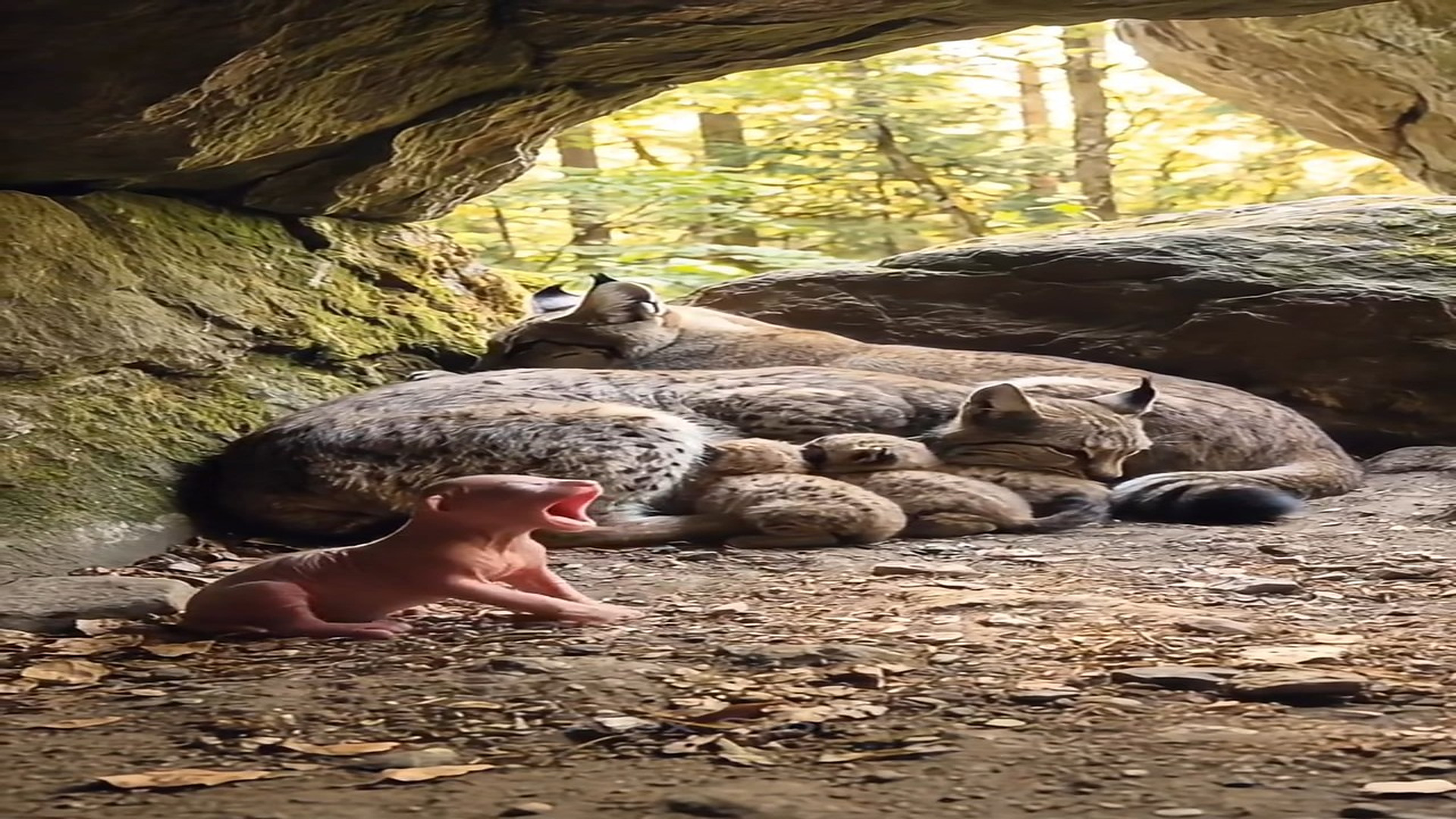 Full Video : H1606013_A man finds a baby lynx was abandoned by its mother in a cave