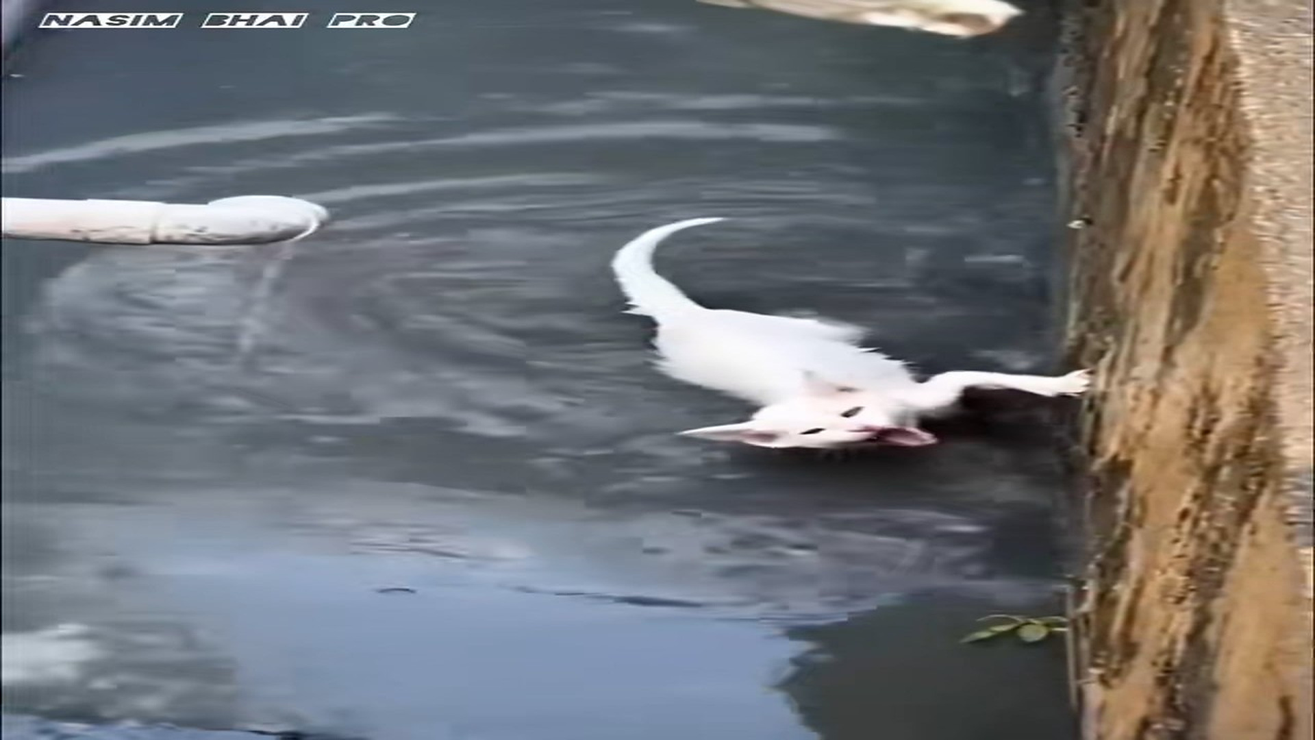 Full Video : H1606016_A helpless cat fell into the water and was crying for help. Just when hope seemed lost, a kind-heart