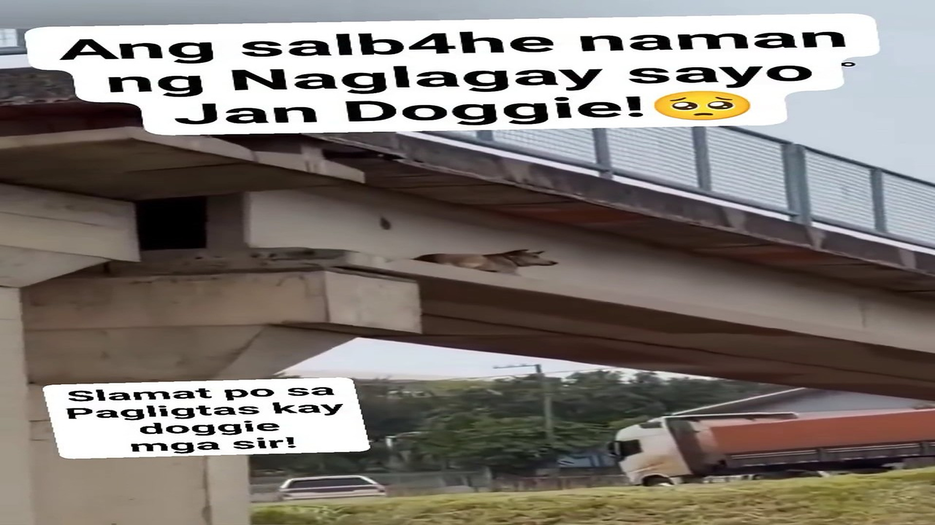 Full Video : H1606014_#viral #doglife #animallover Gina Claridad