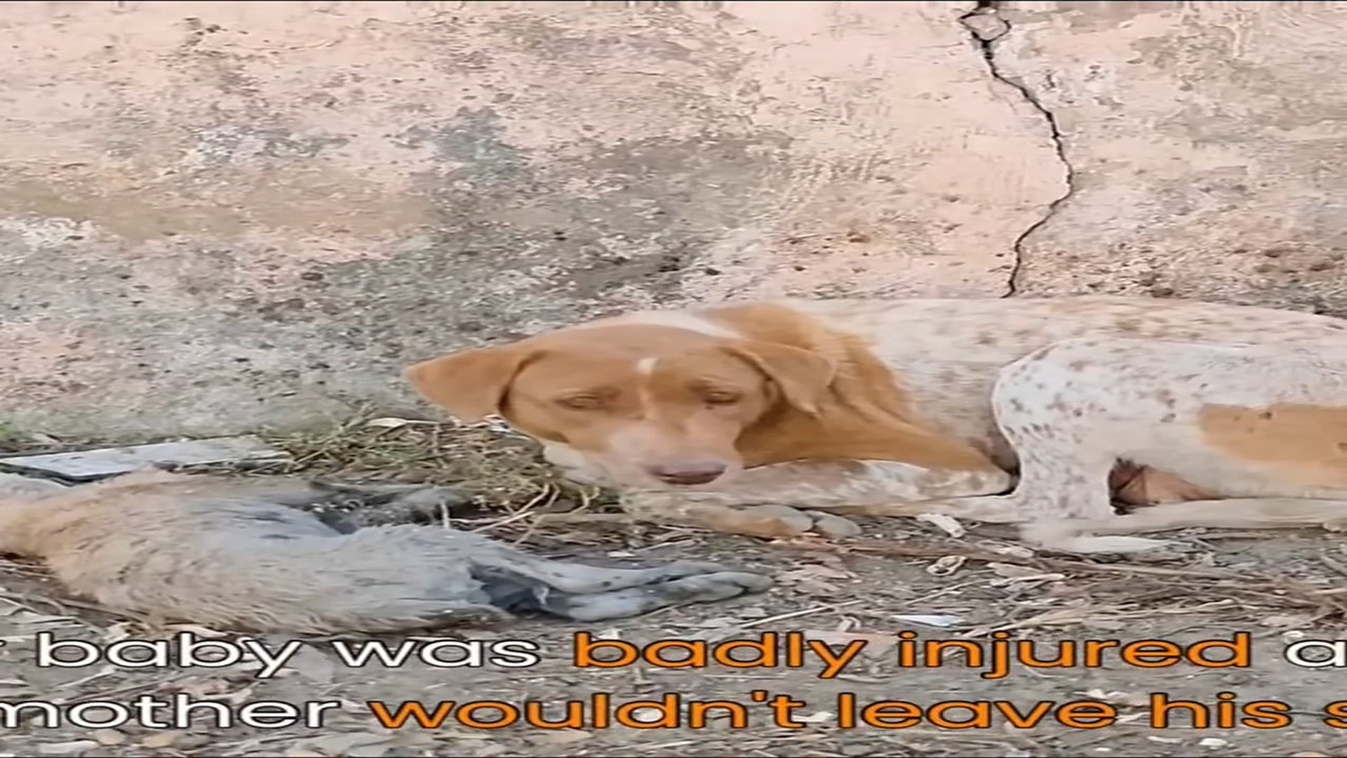 Full Video : H1706016_Her puppy is dying, and the desperate mother needs help to save it