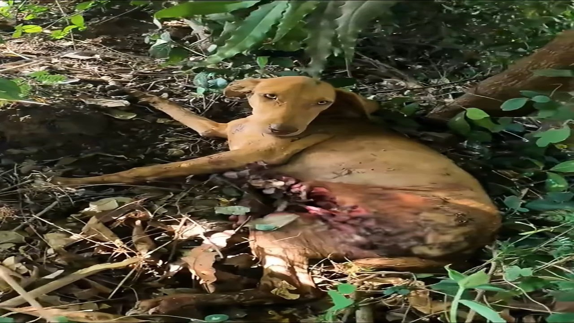 Full Video : H1706005_Animal Rescue That Changed A Life Forever