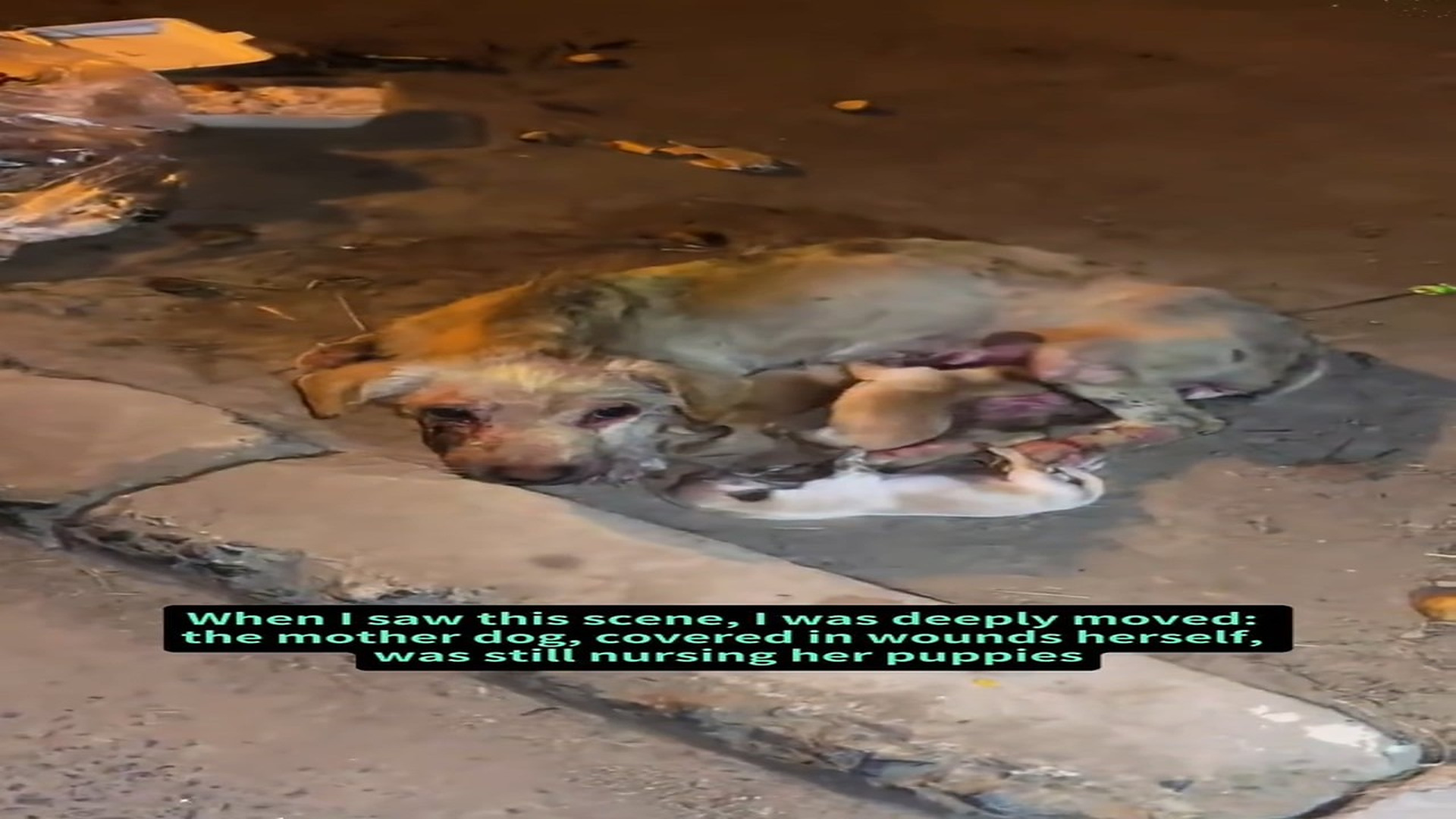 Full Video : H1706004_Weak Animal Gets A Second Chance At Life