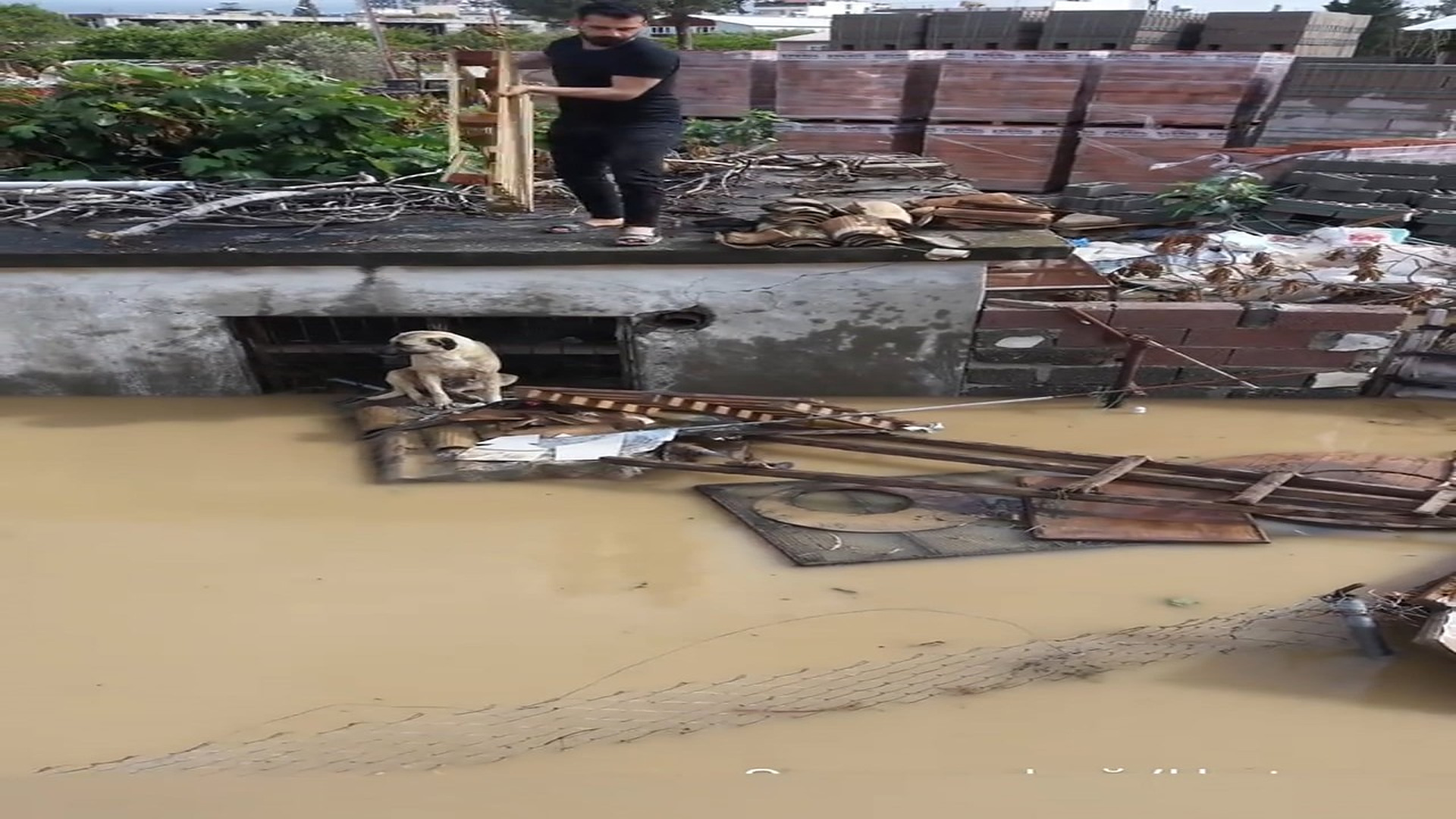 Full Video : H1706003_Little Animal Saved From A Dangerous Place