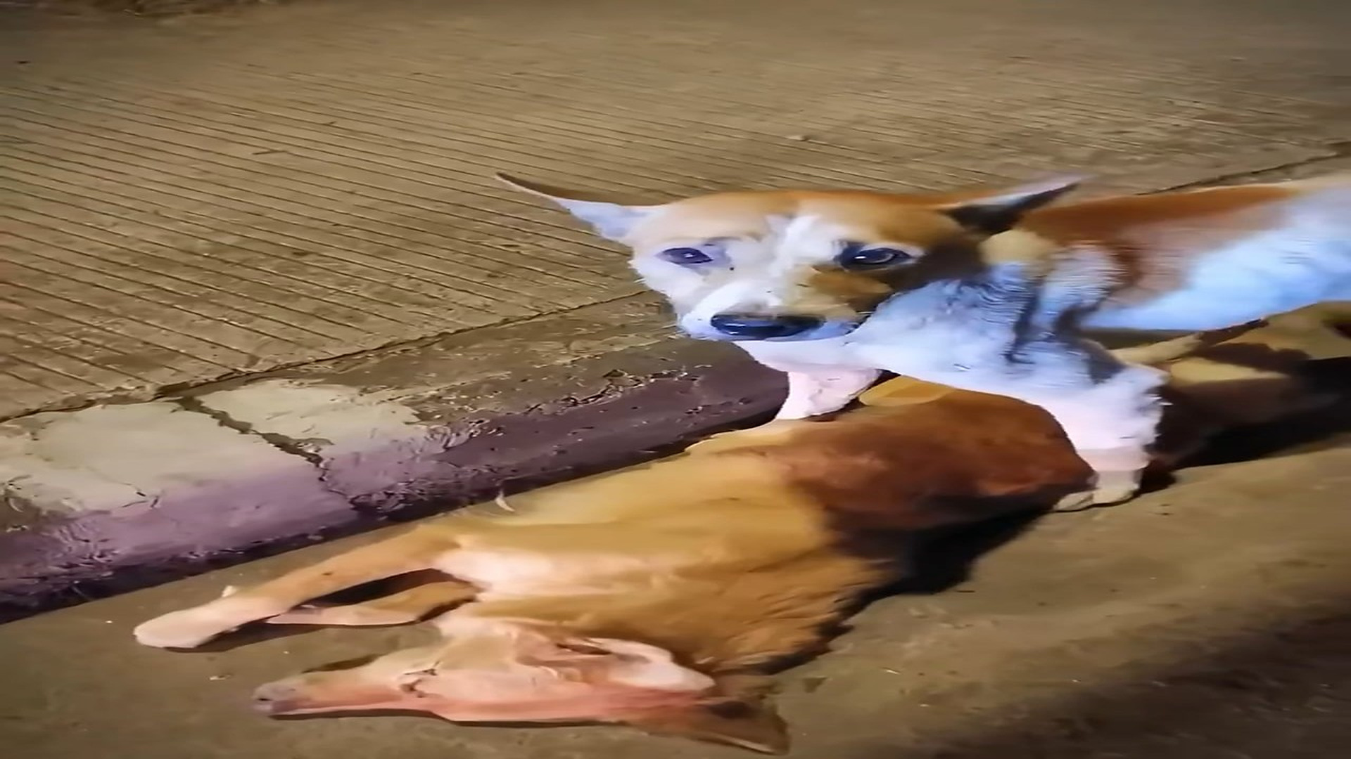 Full Video : H1706002_Abandoned Animal Starts A New Life After Rescue