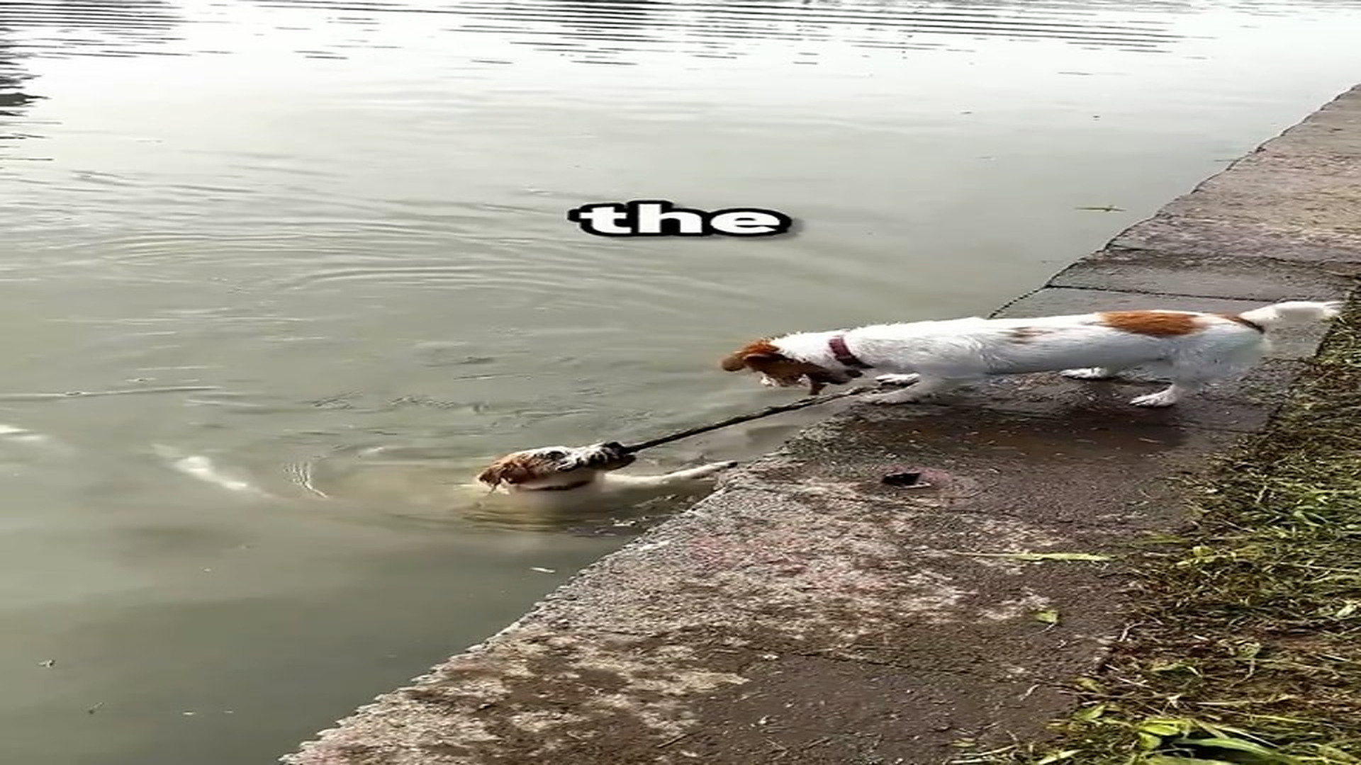 Full Video : H1706001_Abandoned Animal Saved From A Terrible Situation