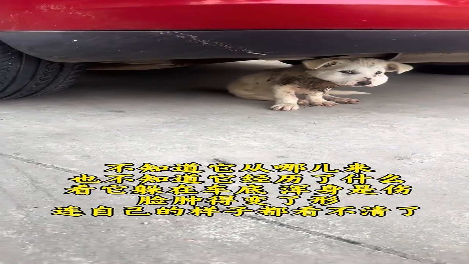 Full Video : H1706023_His face was so swollen and deformed that he couldn’t even see himself clearly. Poor puppy.