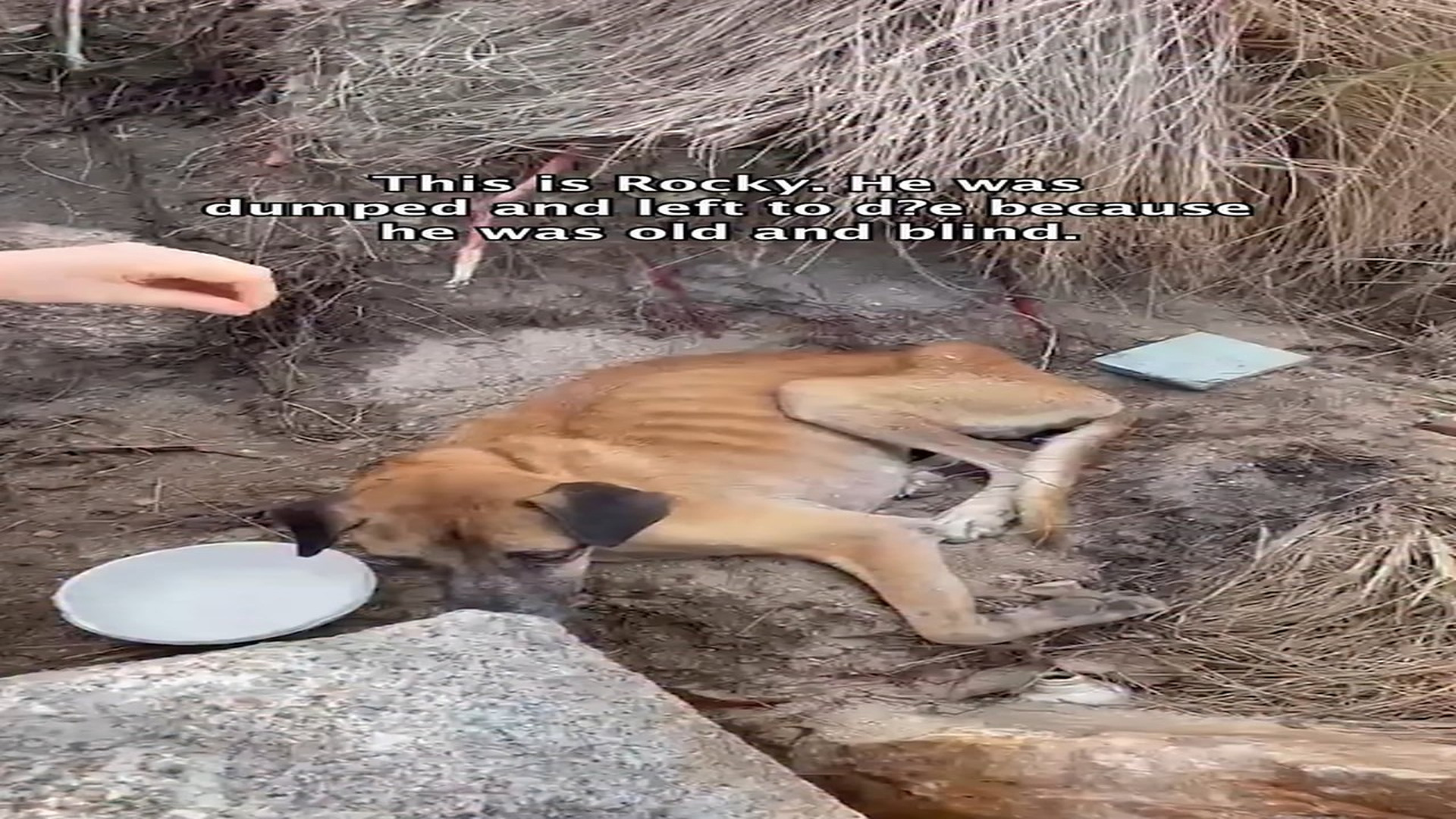 Full Video : H1806004_Someone dumped Rocky because he was old blind. When we found him, h