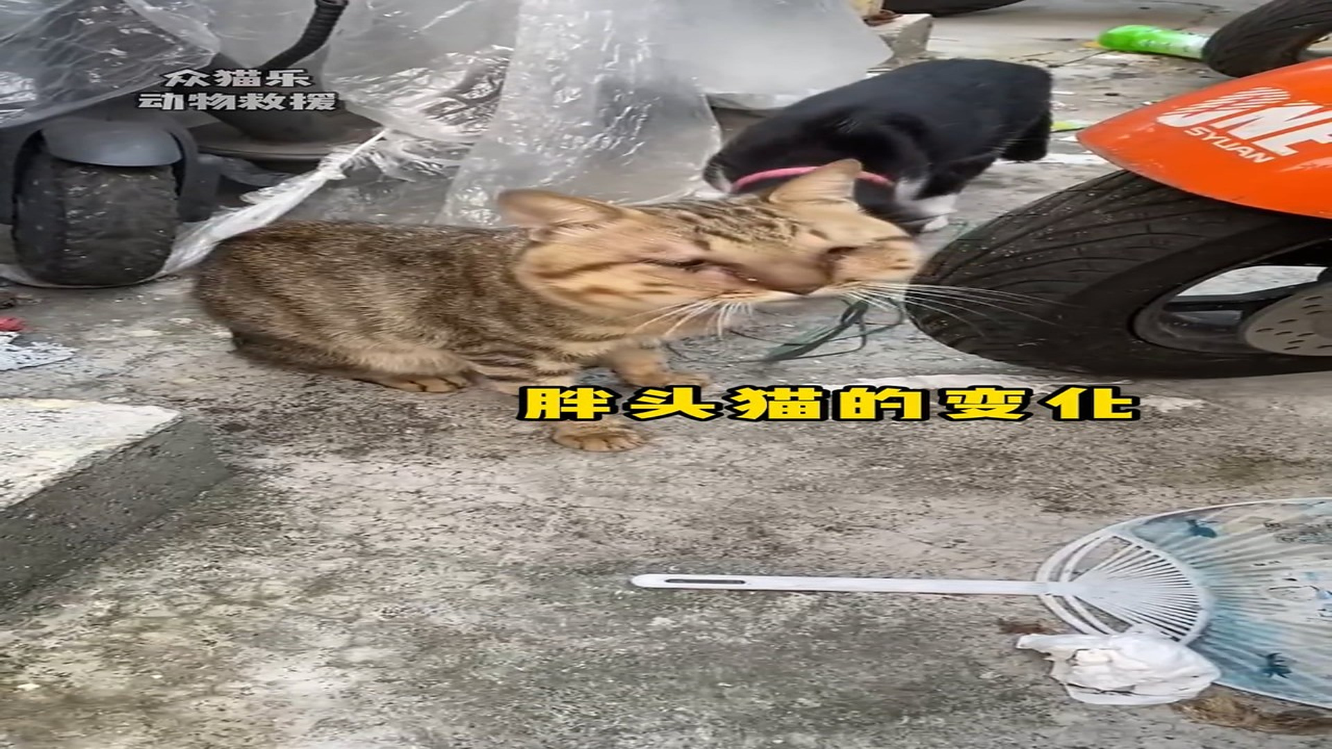 Full Video : H1806002_Scared Animal Gets A Second Chance At Life