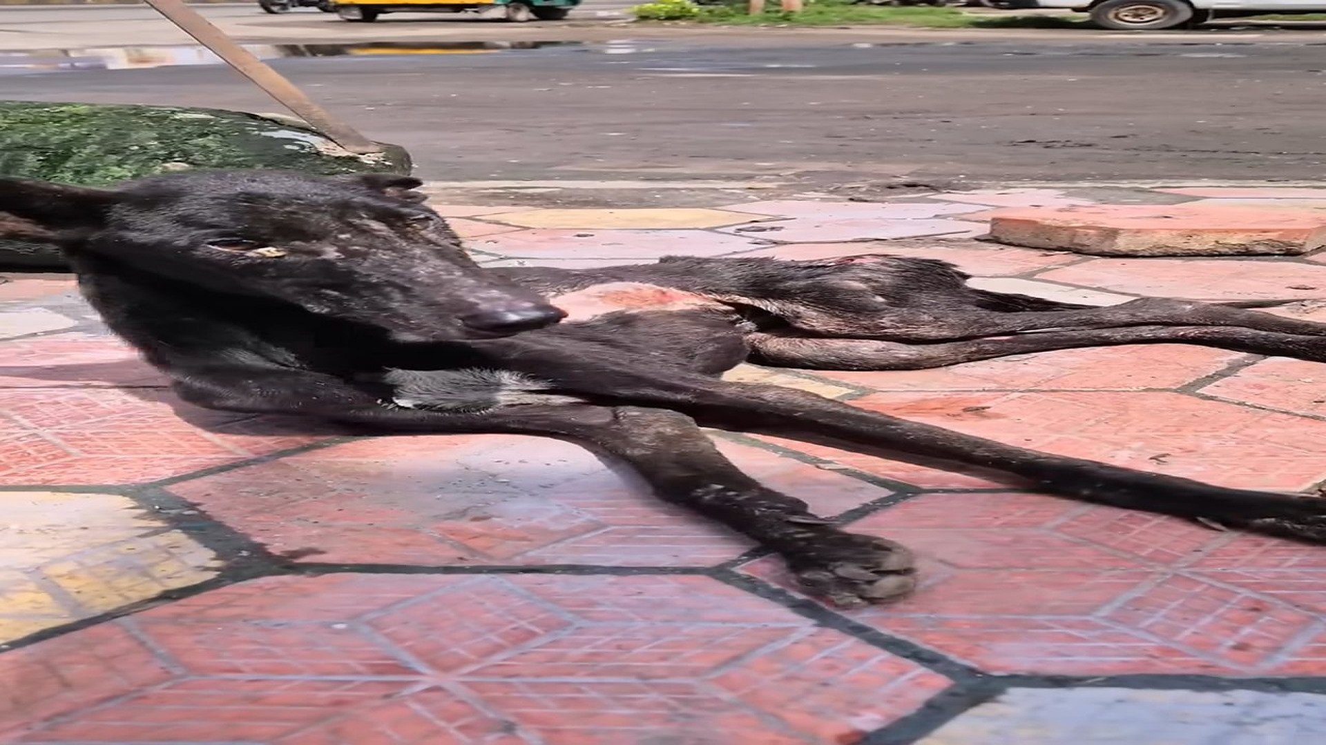 Full Video : H1806020_Starving & Wounded Dog Rescued Just in Time | RRSA India