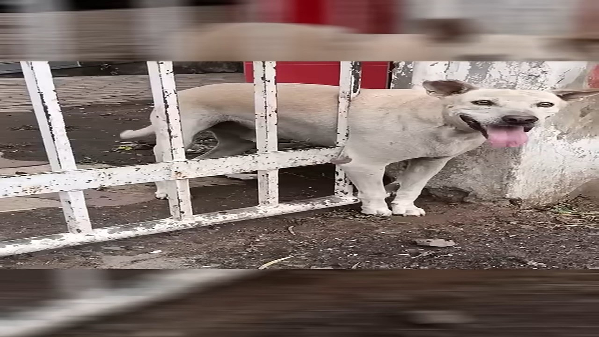 Full Video : H1806021_The Dog Gets stuck in the Iron Gate