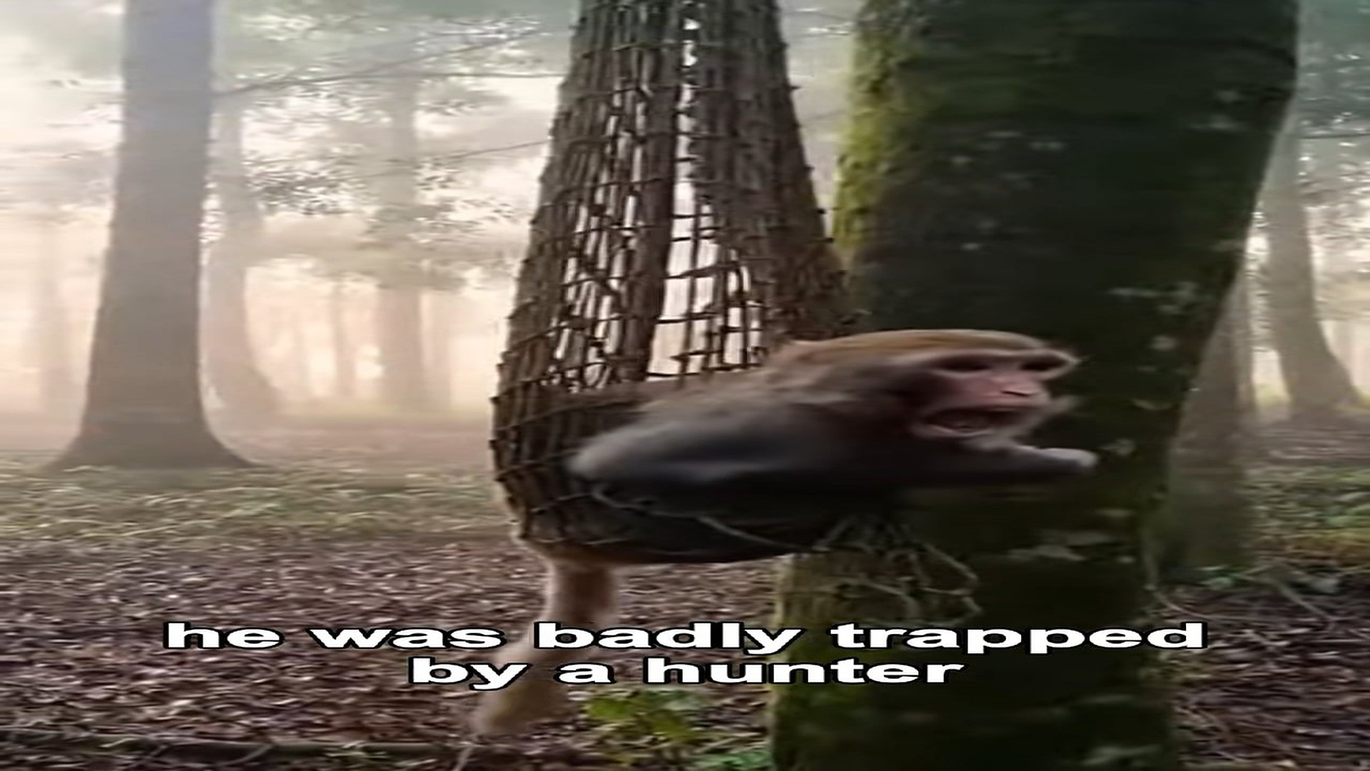 Full Video : H1806016_I Saved a Trapped Monkey From a Hunter