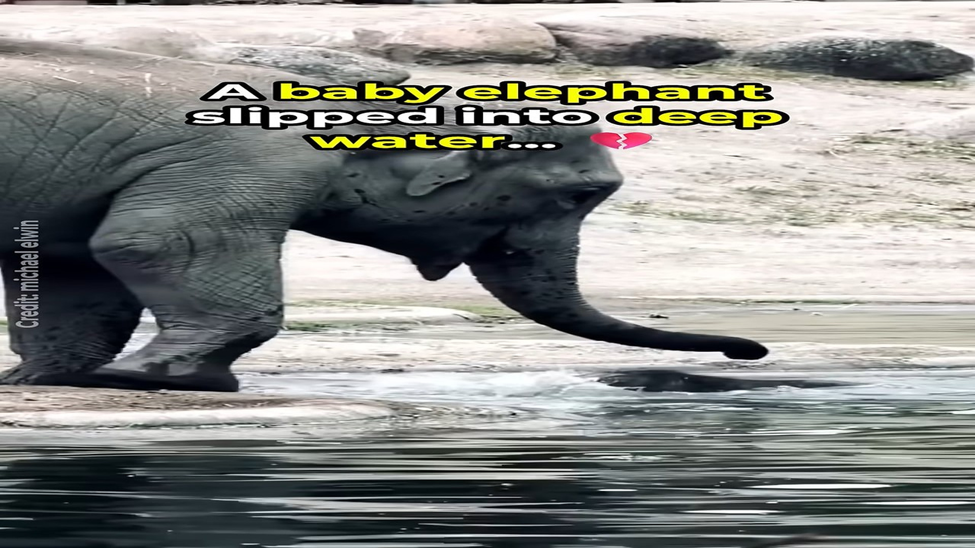 Full Video : H1806012_Elephants Work Together to Save Baby Elephant ❤️�