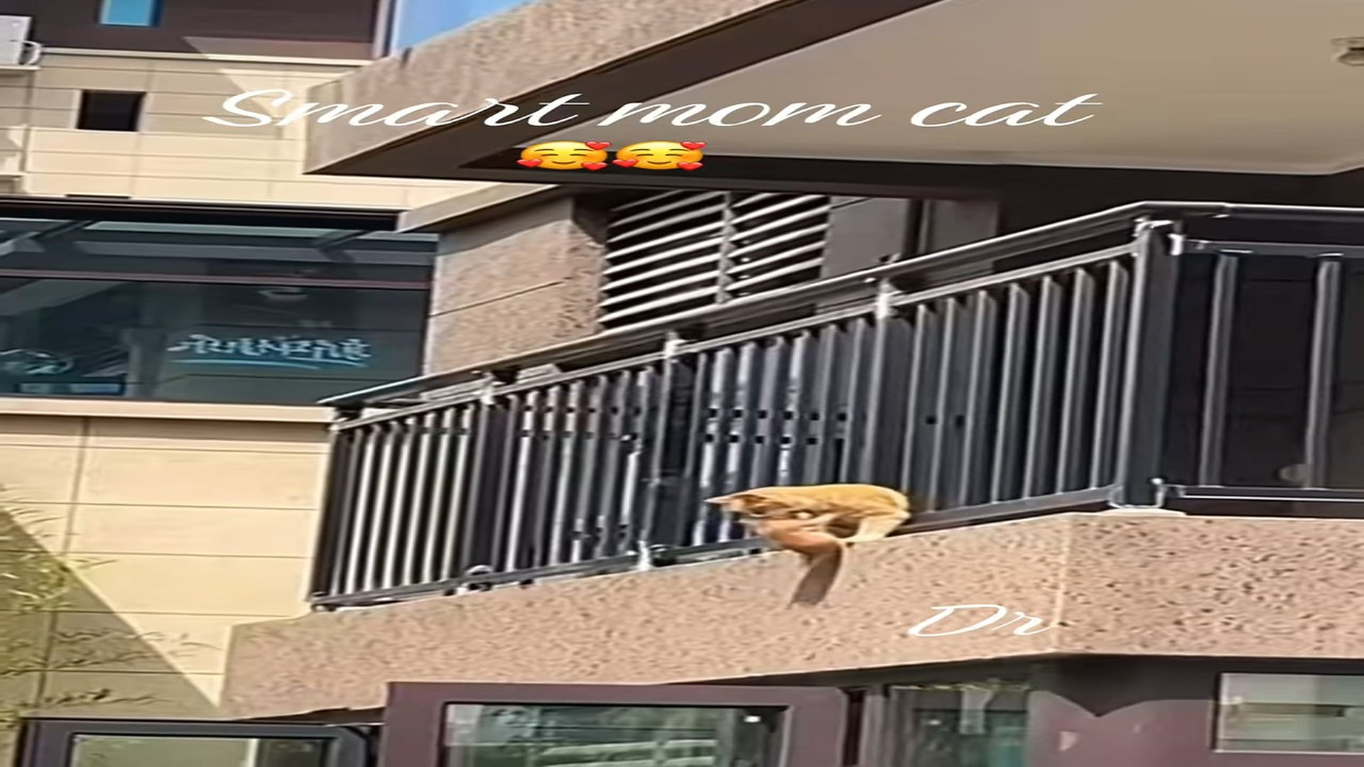 Full Video : H1906005_Abandoned Animal Starts A New Life After Rescue