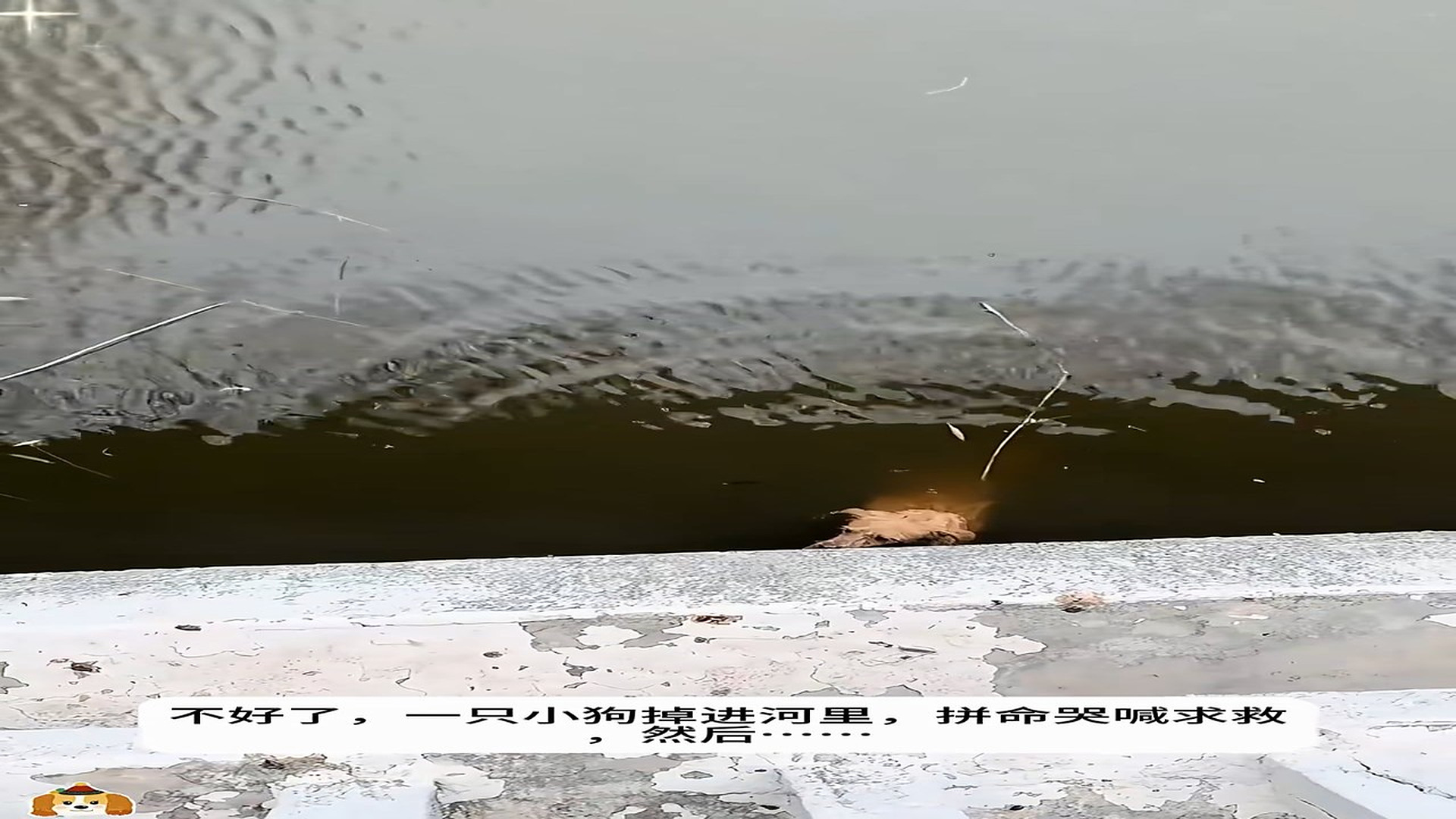 Full Video : H1906003_Rescuers Find A Helpless Animal In The Rain