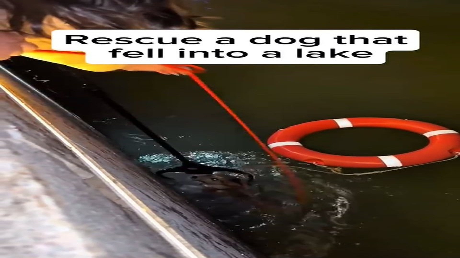 Full Video : H1906004_Poor Animal Finally Gets The Rescue It Needed