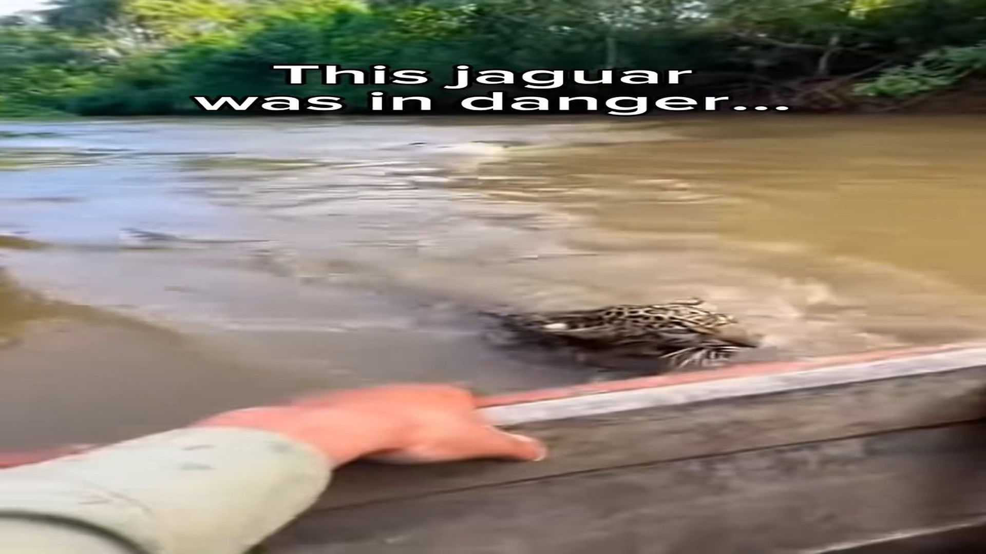 Full Video : H2006016_It all started in the middle of a jungle river. I was in my small boat when I heard desperate cries
