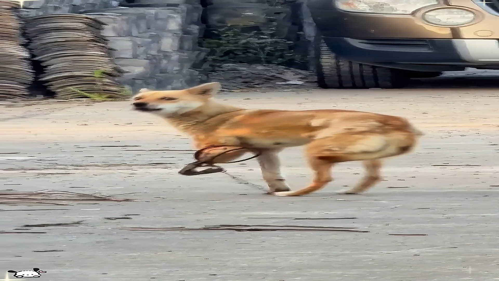 Full Video : H2206002_Tiny Animal Survives After A Touching Rescue