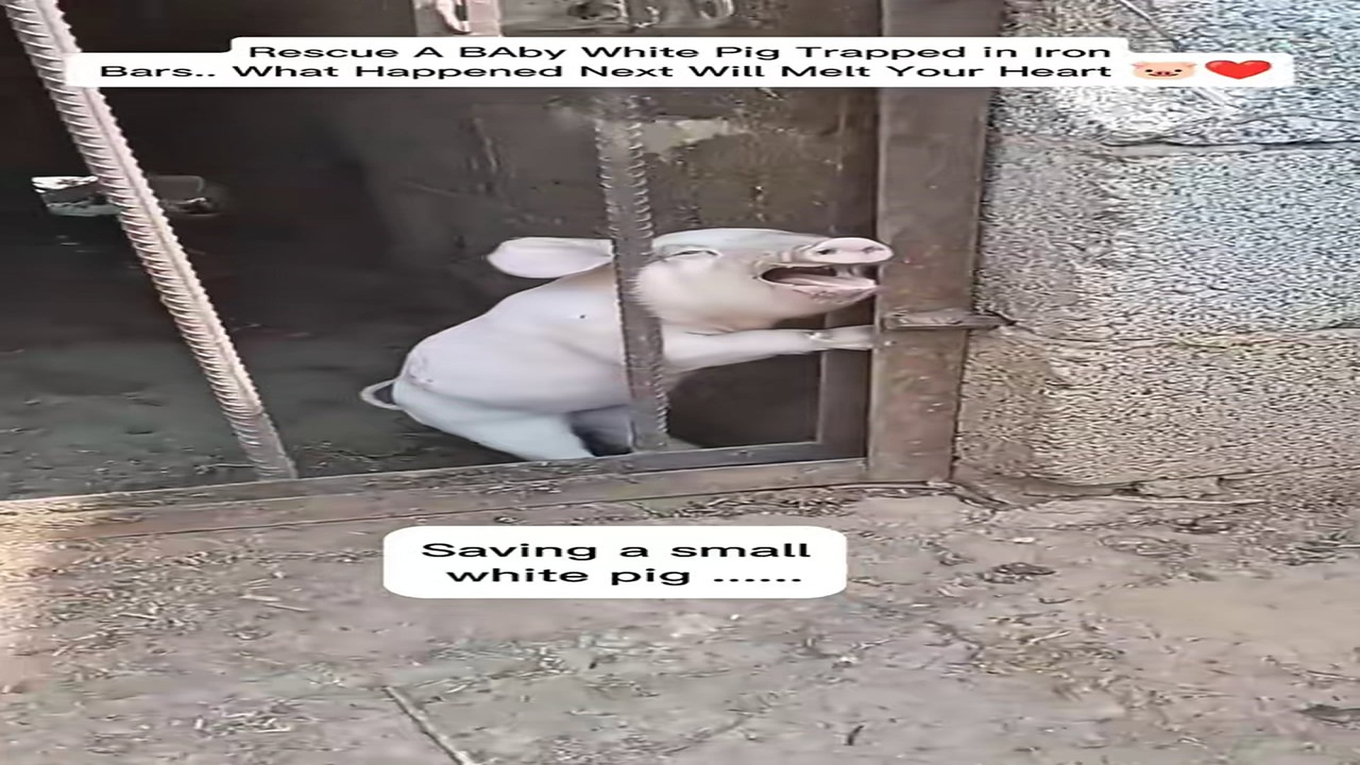 Full Video : H2206018_Rescue A BAby White Pig Trapped in Iron Bars What Happened Next Will Melt Your Heart �❤️