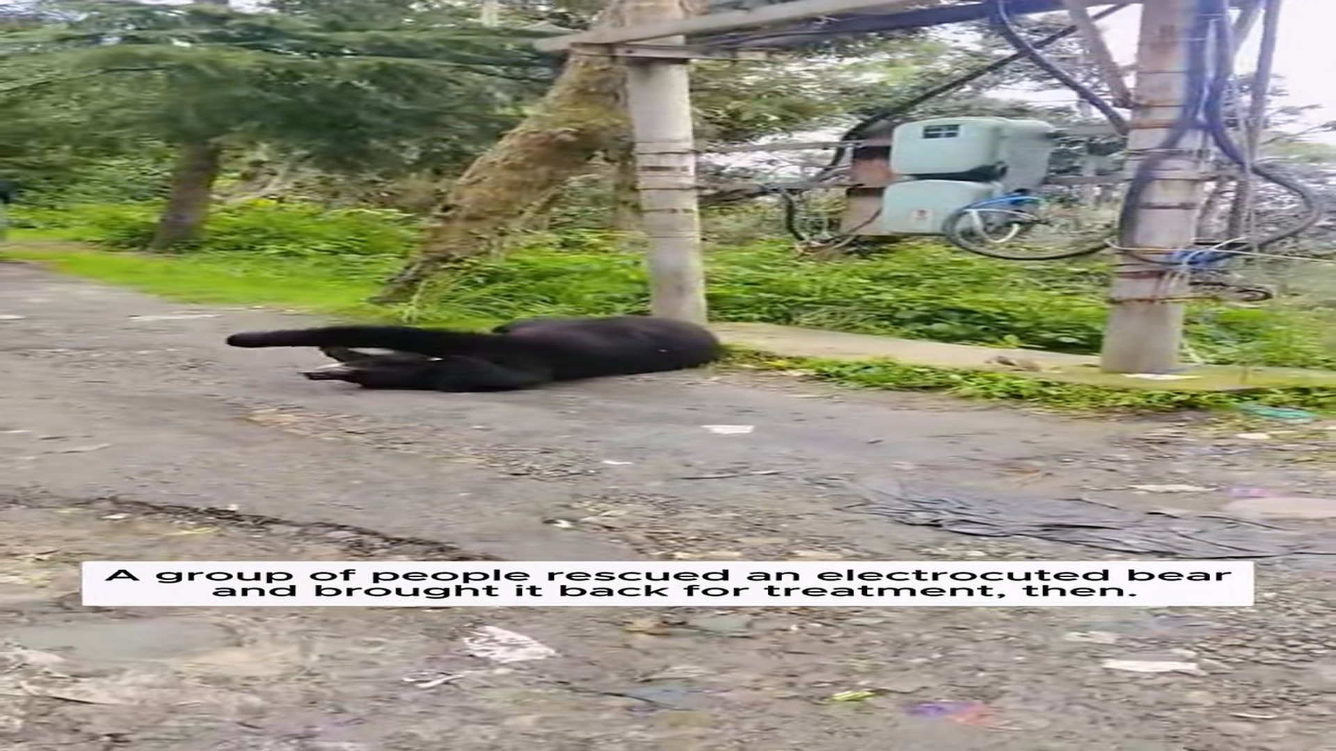 Full Video : H2206015_Abandoned Animal Finally Gets A New Hope