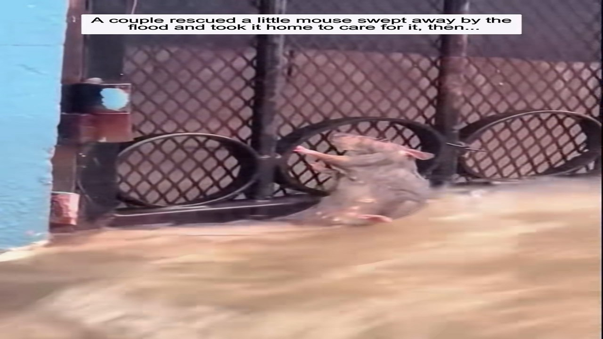 Full Video : H2206016_Tiny Animal Saved From A Dangerous Place