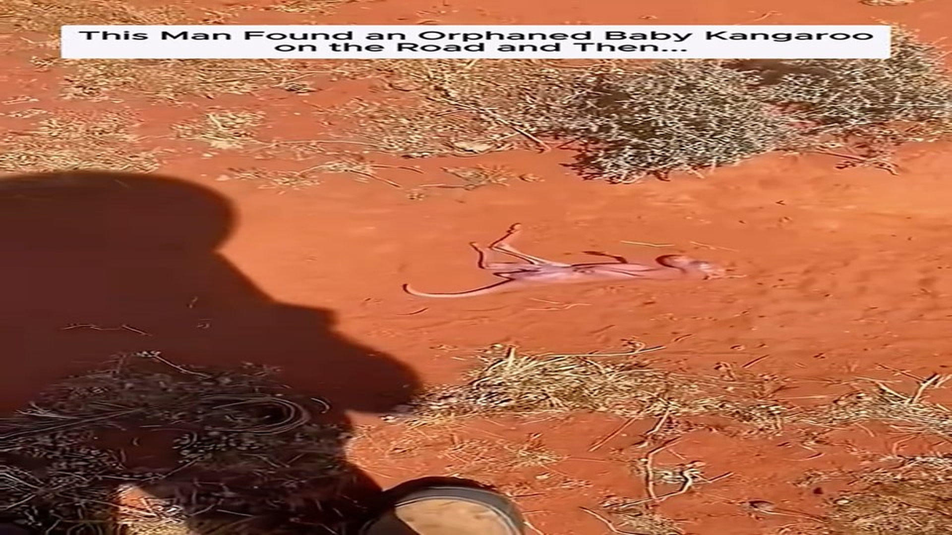 Full Video : H2206014_Rescued Animal Takes Its First Step Toward Safety