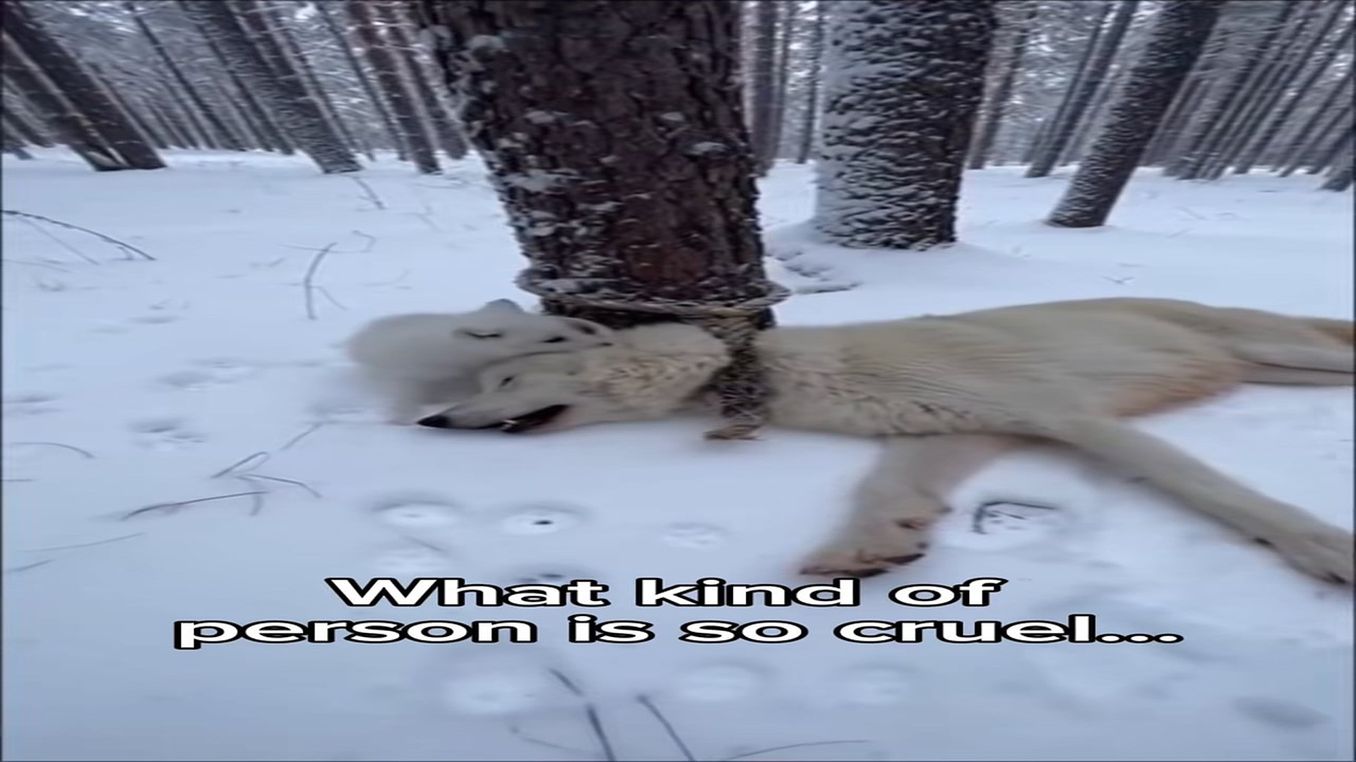 Full Video : H2206013_I found a white wolf tied to a tree in the snow, a rope tight around her neck, unconscious, while he