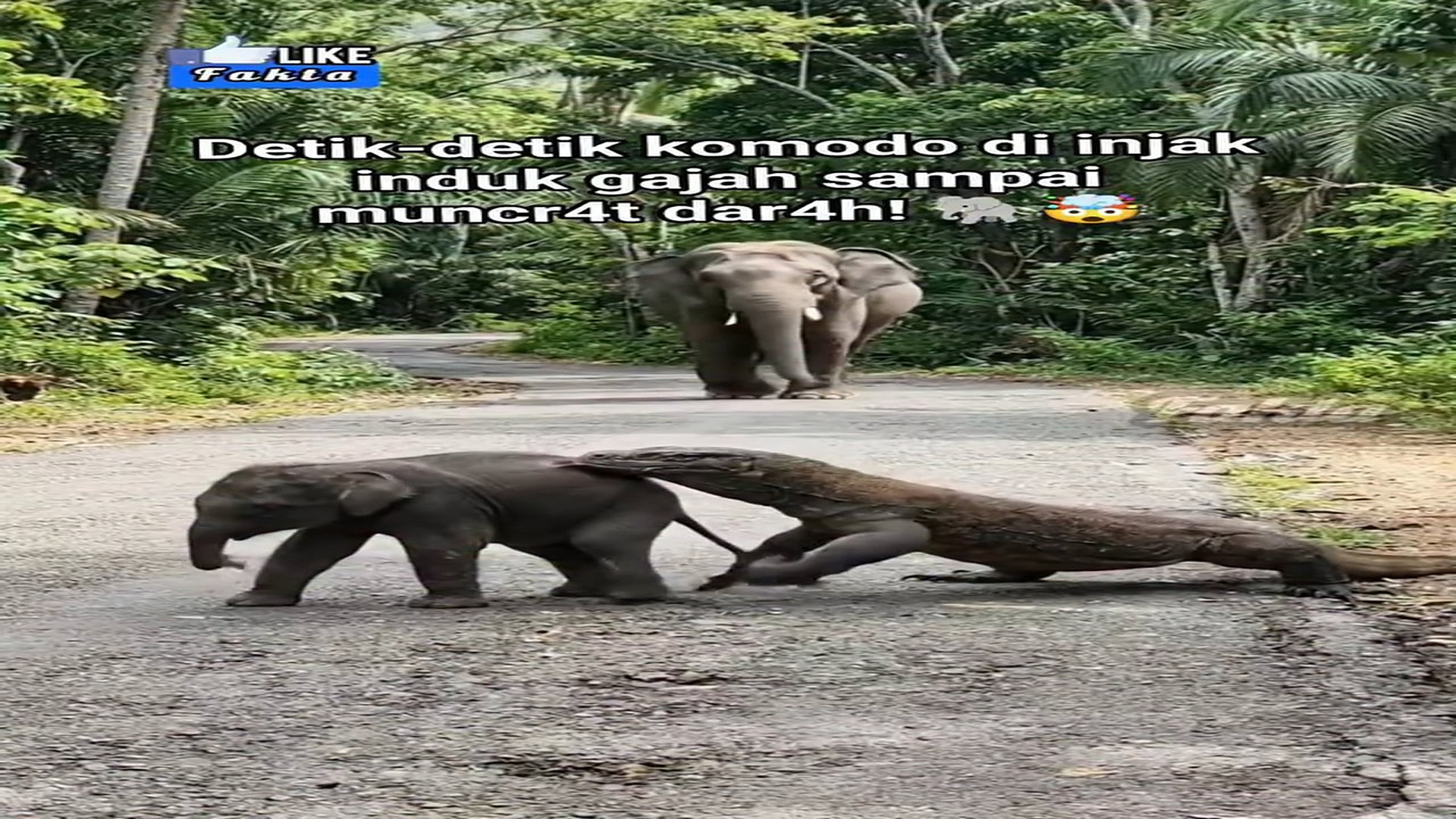Full Video : H2206009_komodo nekat dekati anak gajah, langsung diinj4k induknya sampai tamat!