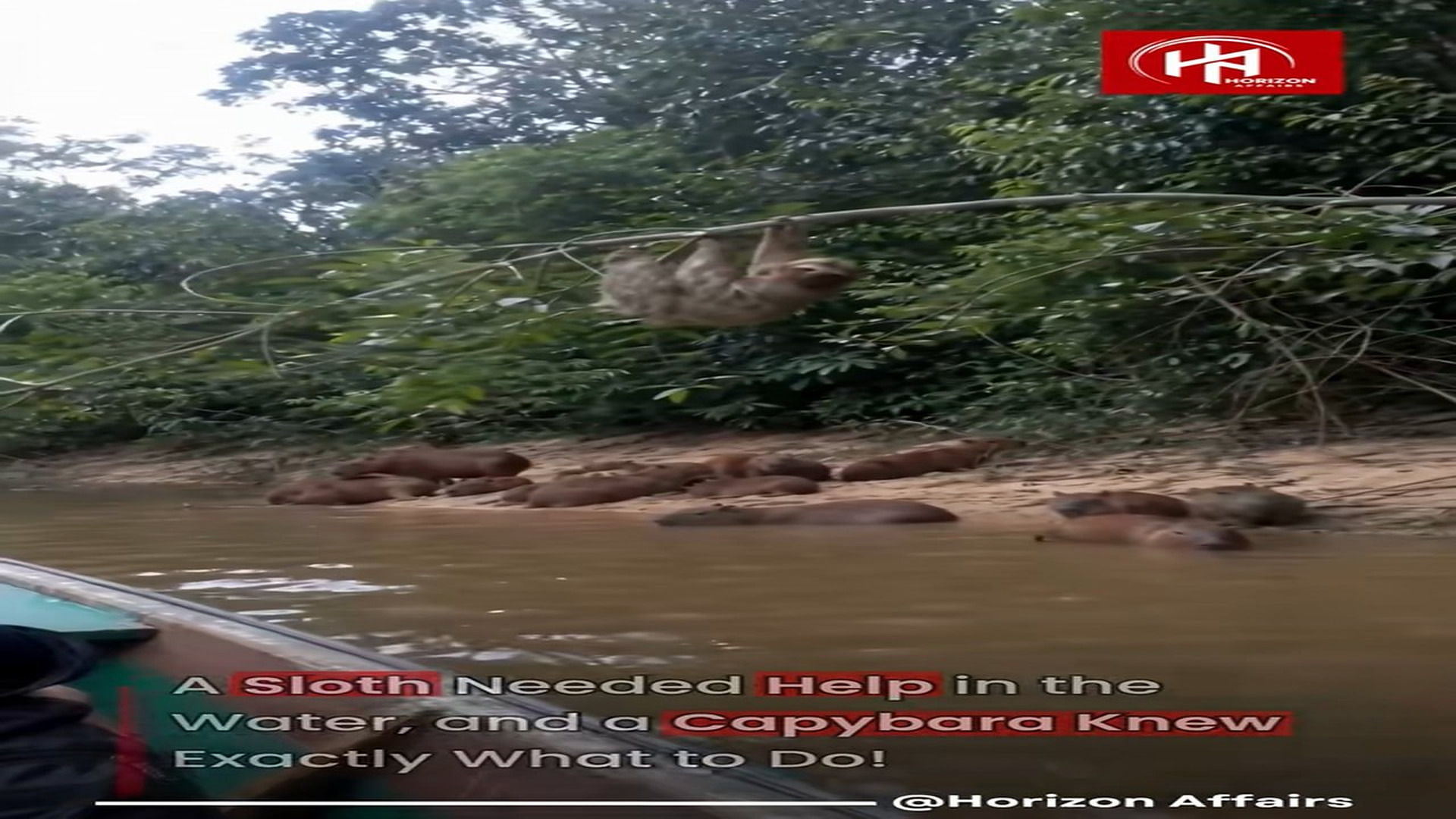 Full Video : H2206023_�� SLOTH FALLS INTO WATER — CAPYBARA STEPS IN FOR A GENTLE RESCUE MOMENT ��❄️ A viral clip show