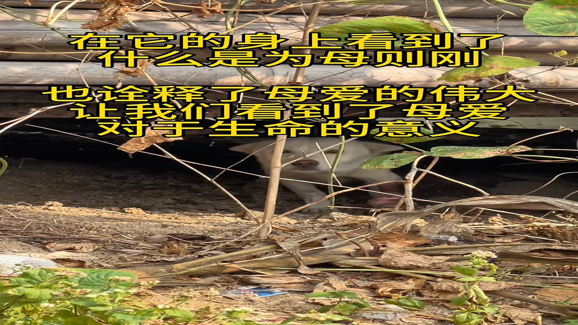 Full Video : H2206004_Abandoned Animal Starts A New Life After Rescue
