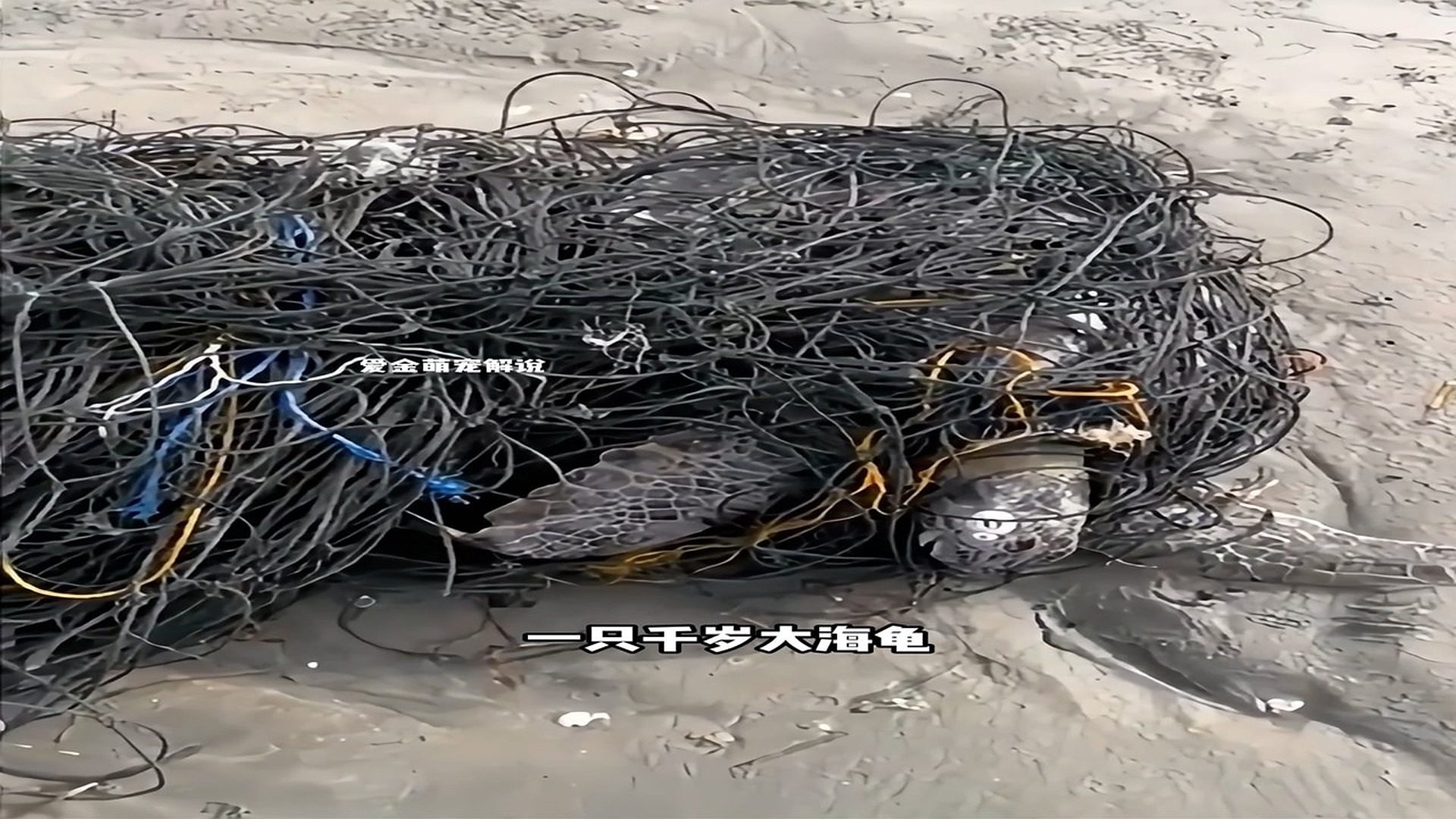 Full Video : H2406008_Animal Rescue Story That Will Melt Your Heart